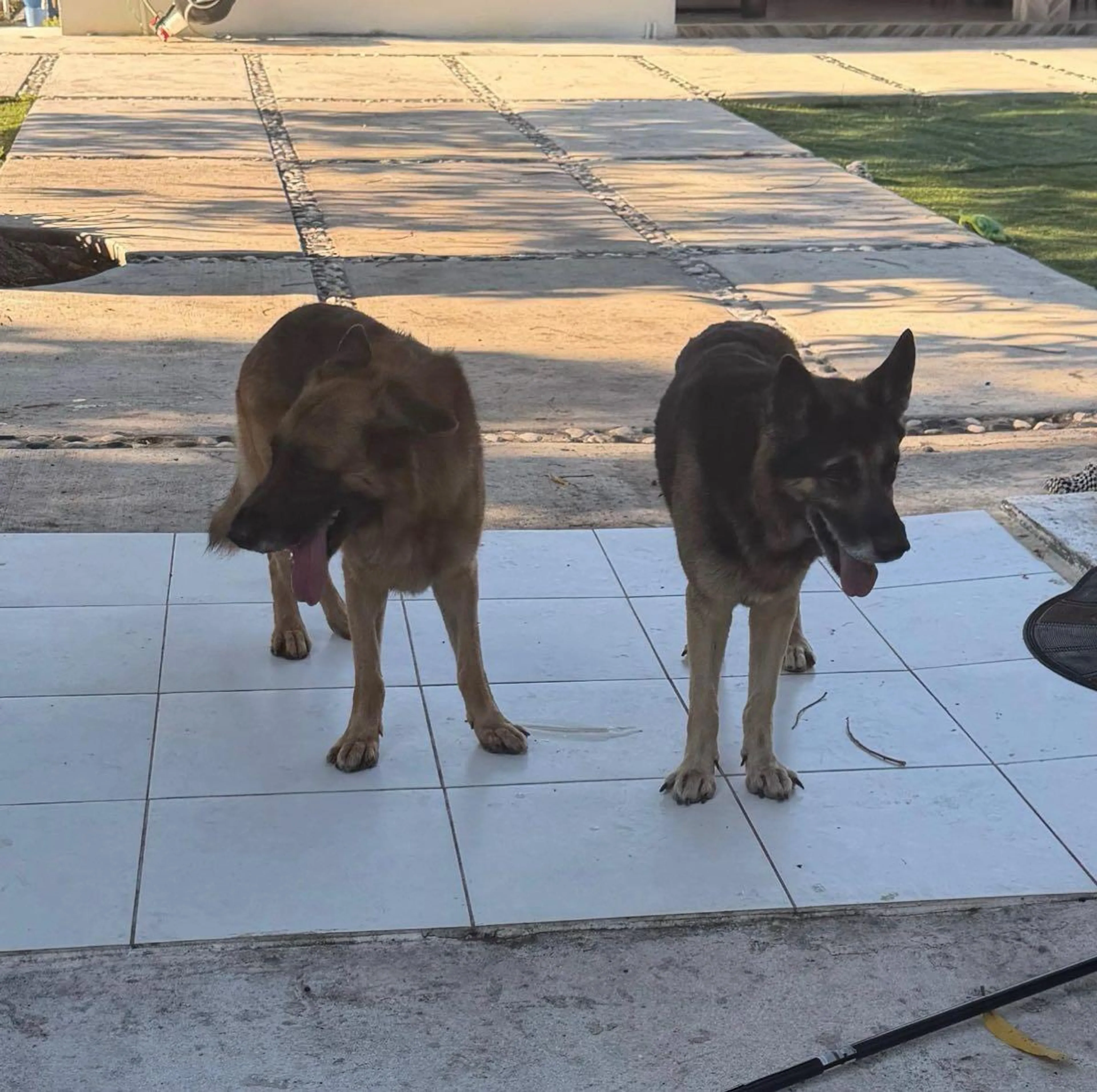 Found pet