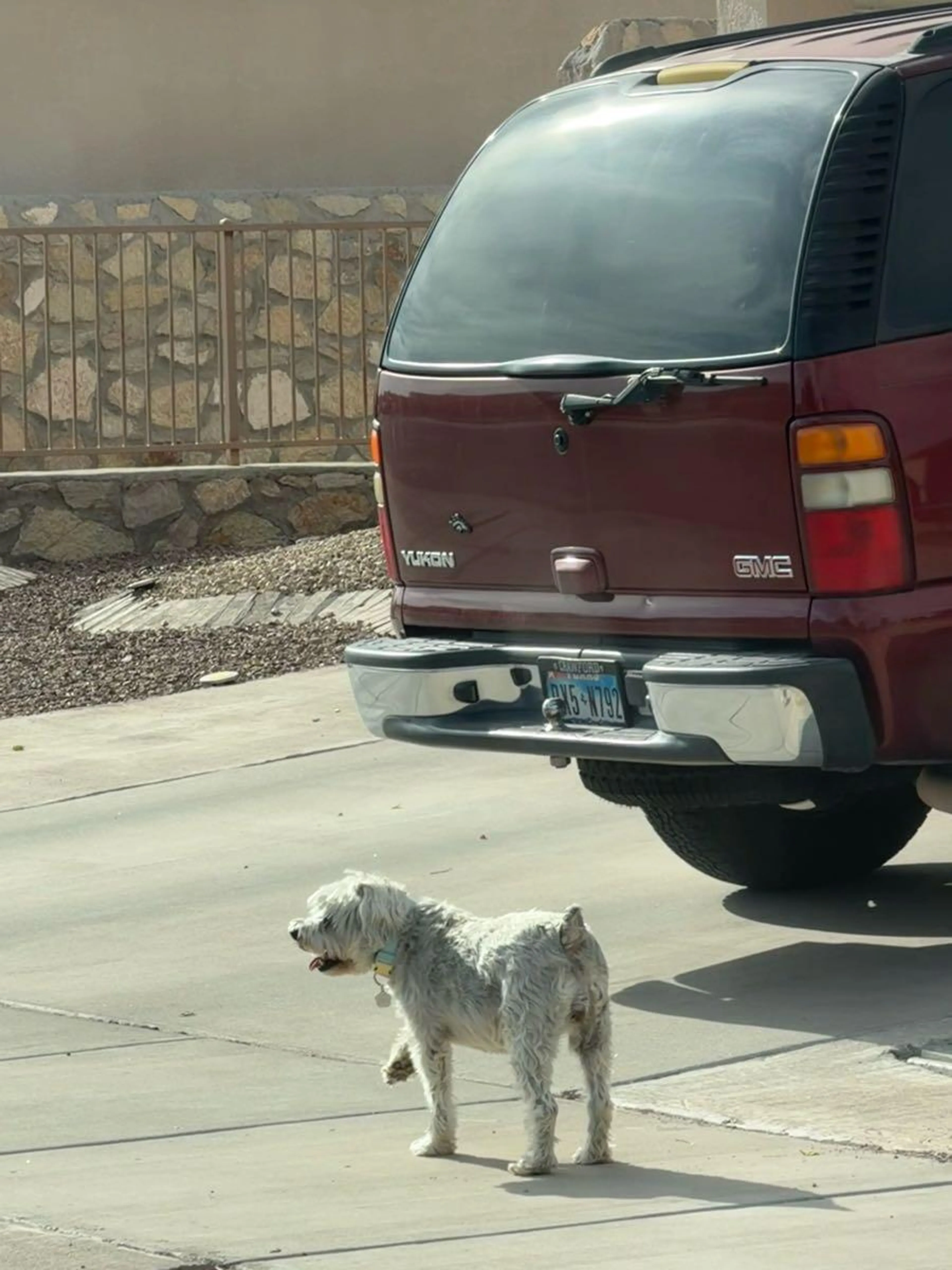 Found pet