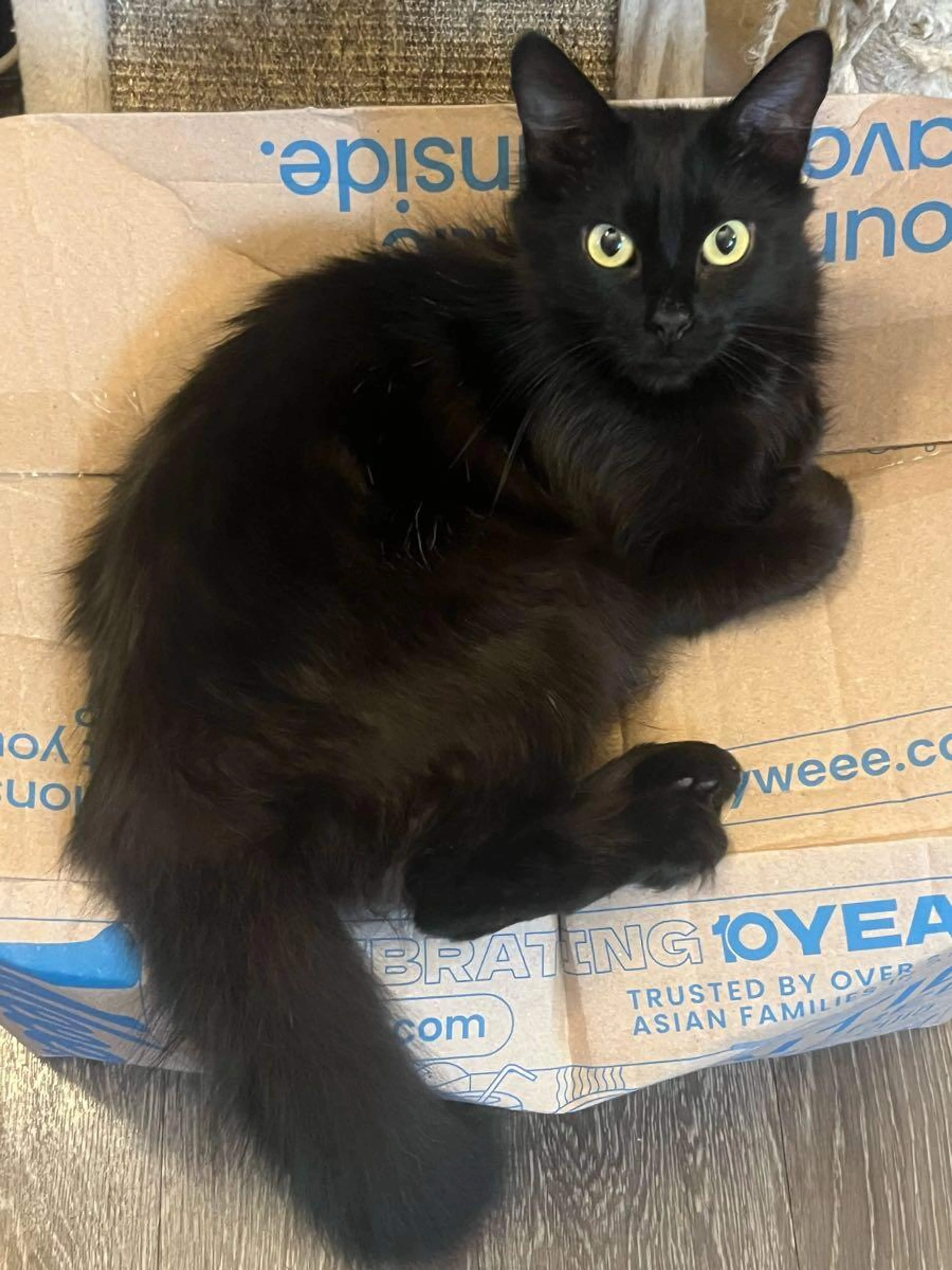 Found pet