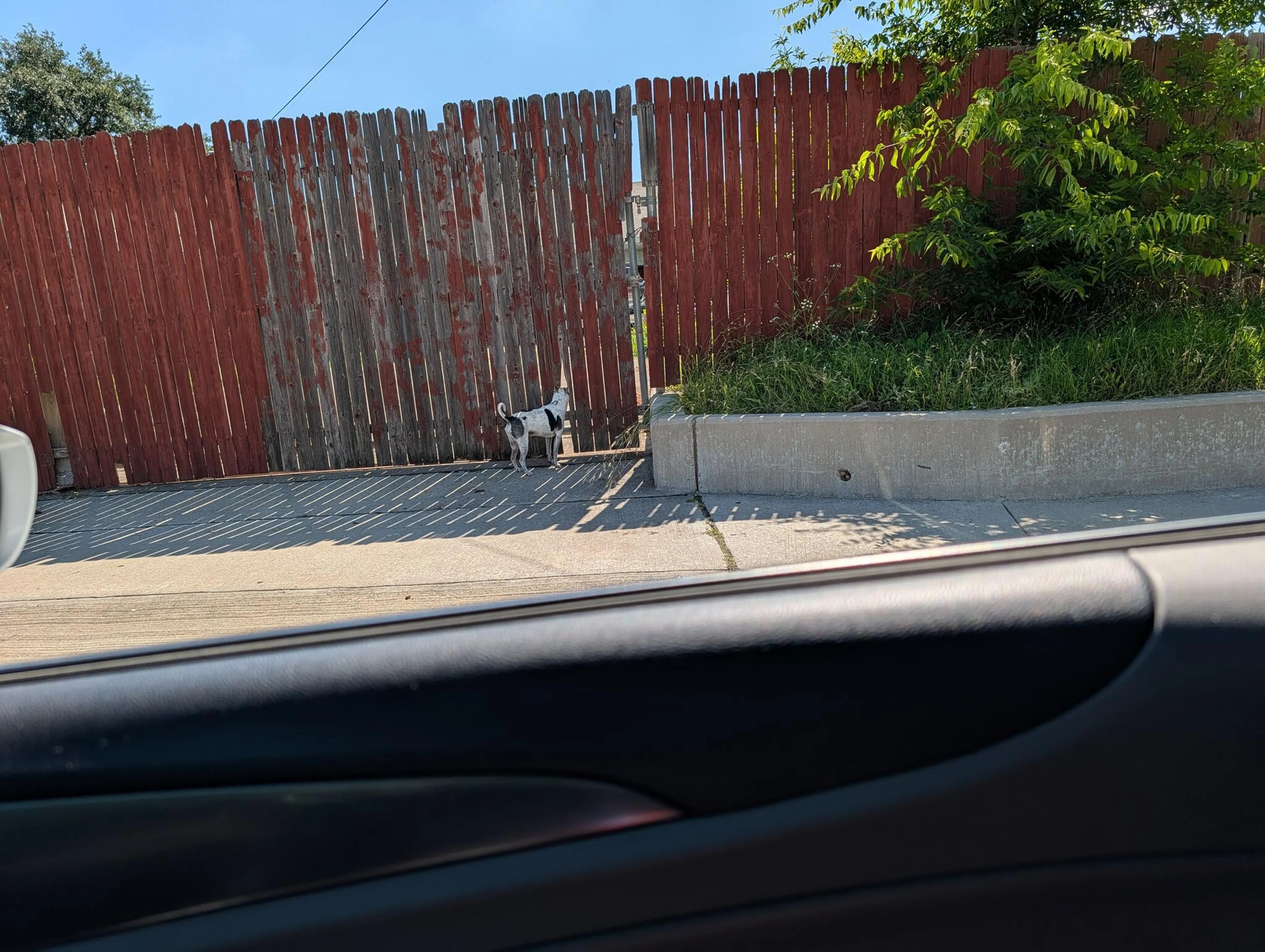 Found pet