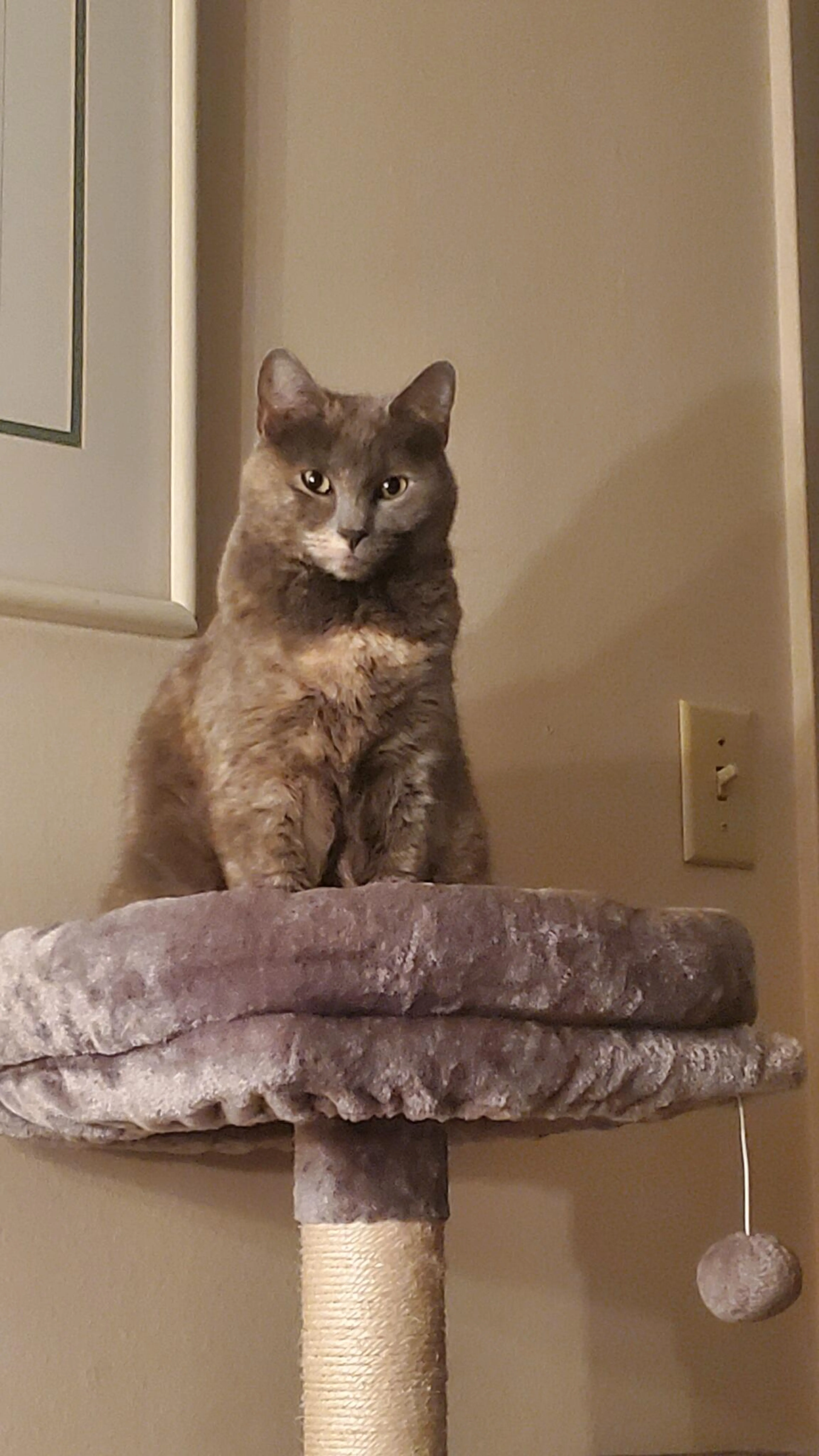 Lost pet