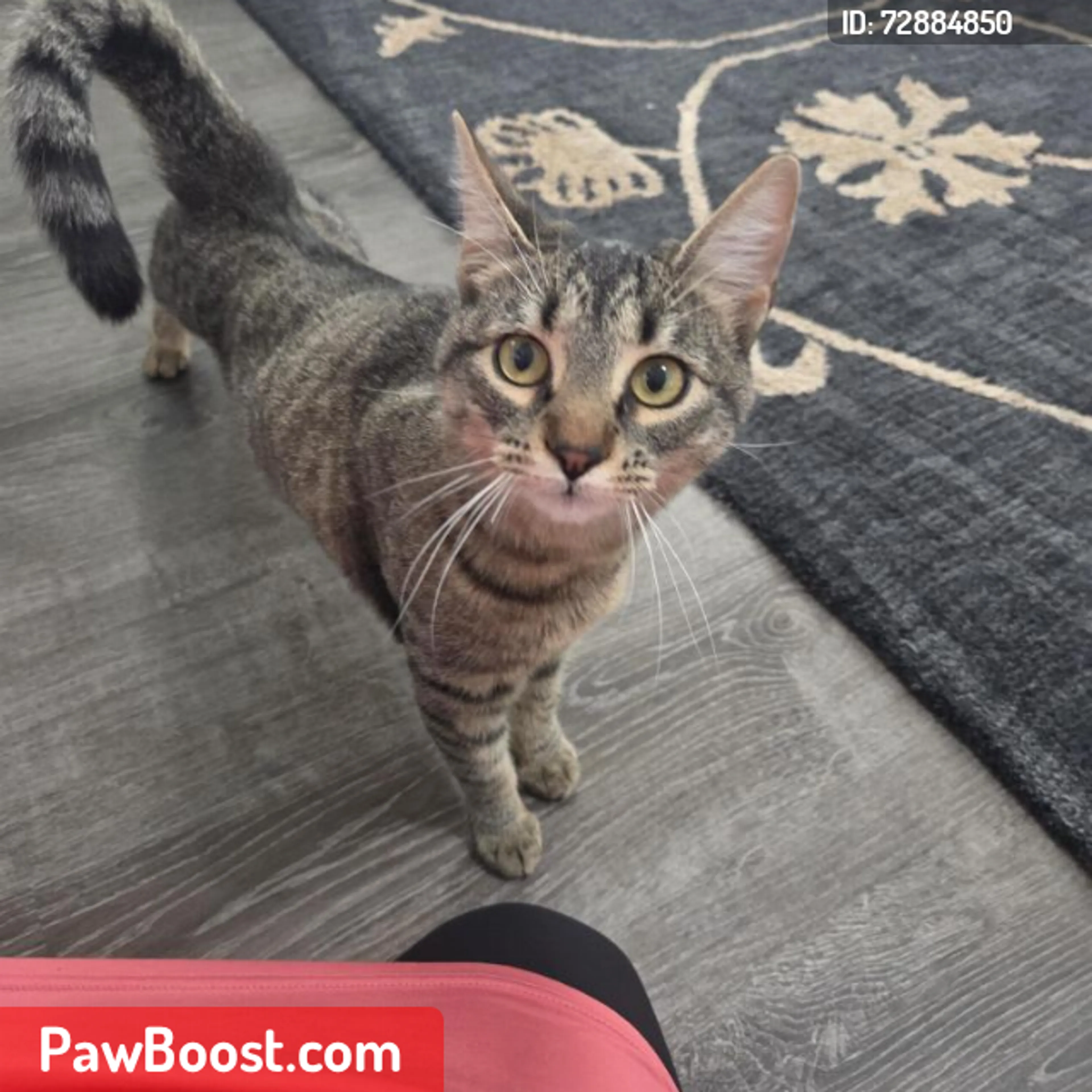 Lost pet