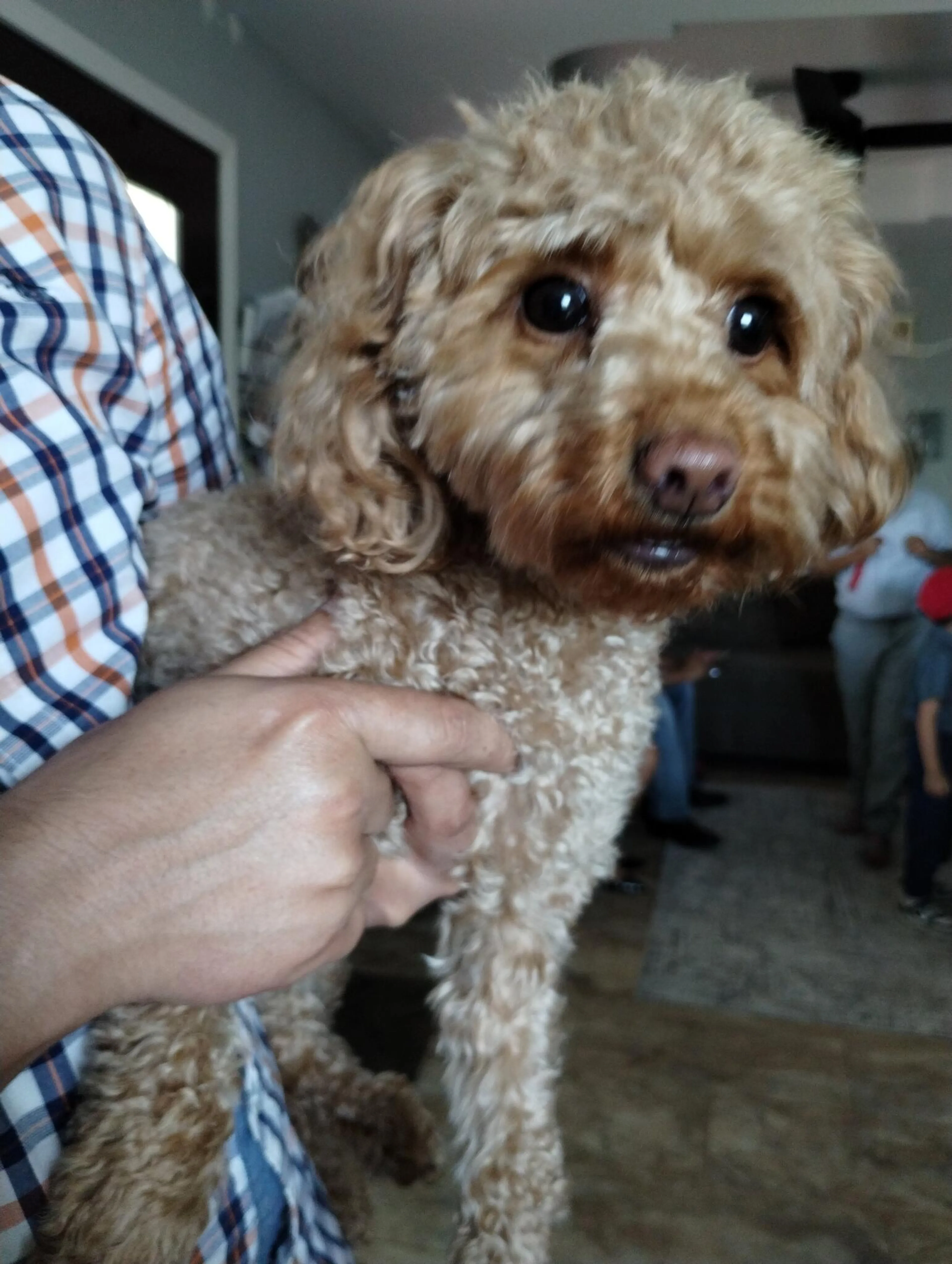 Found pet