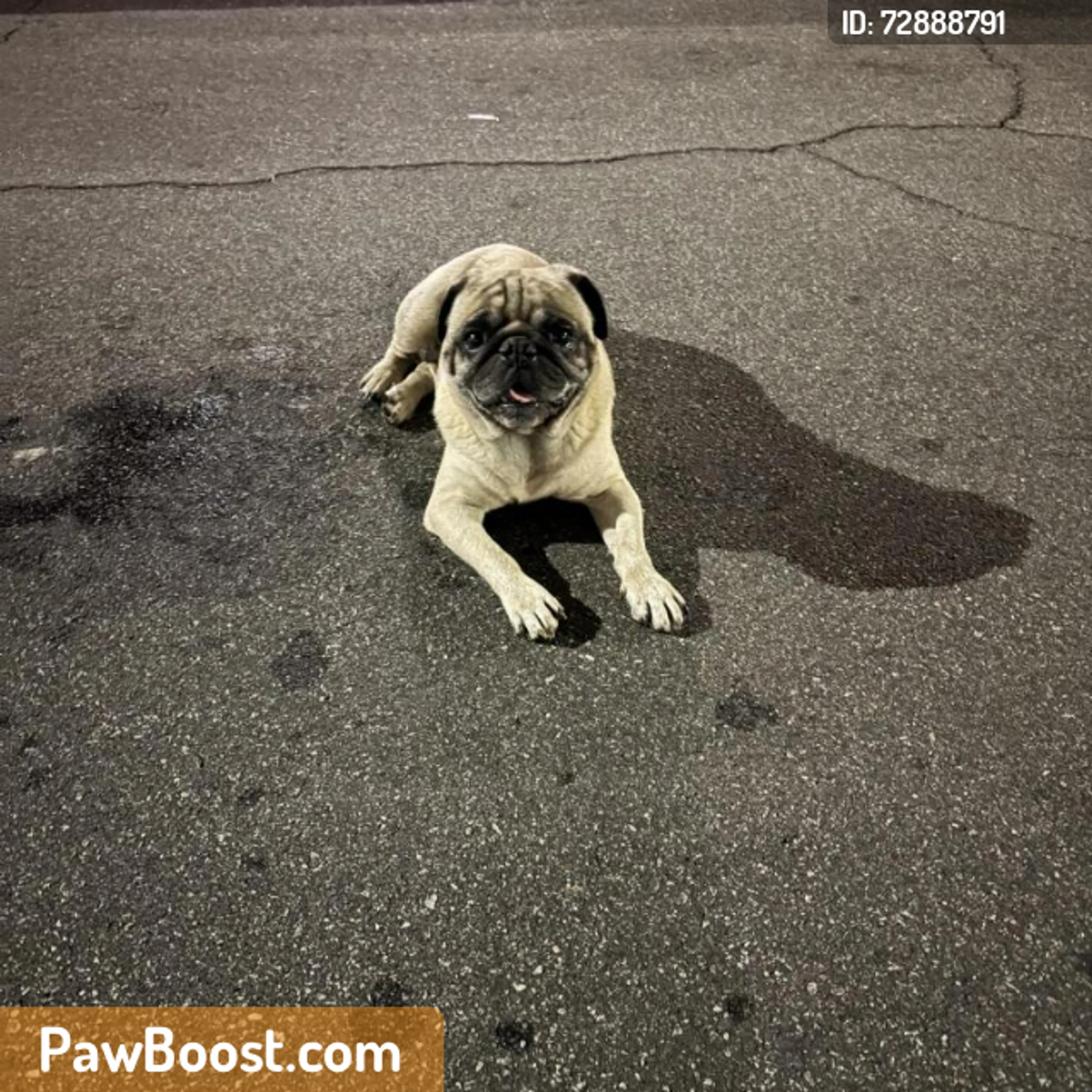 Found pet