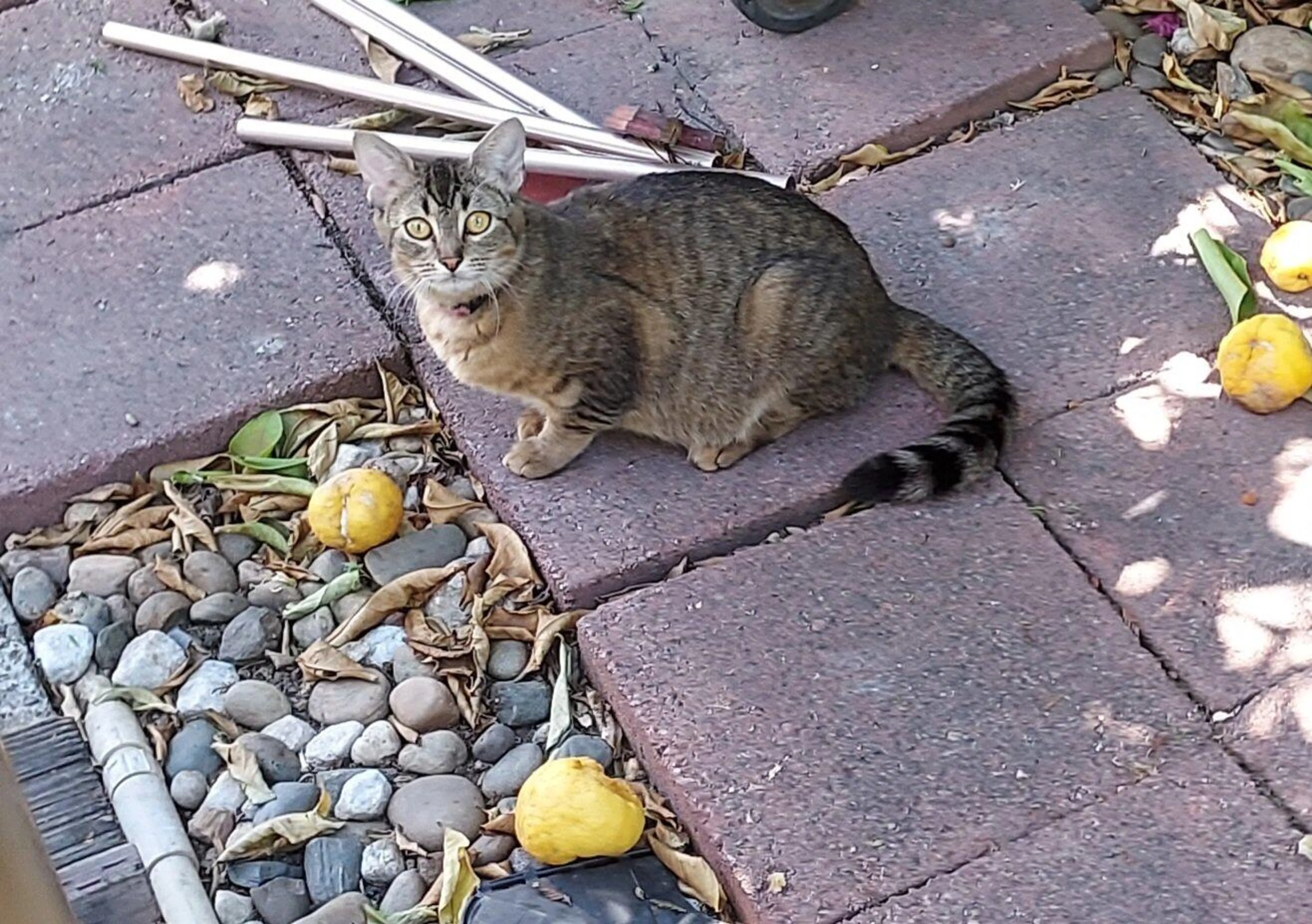 Found pet