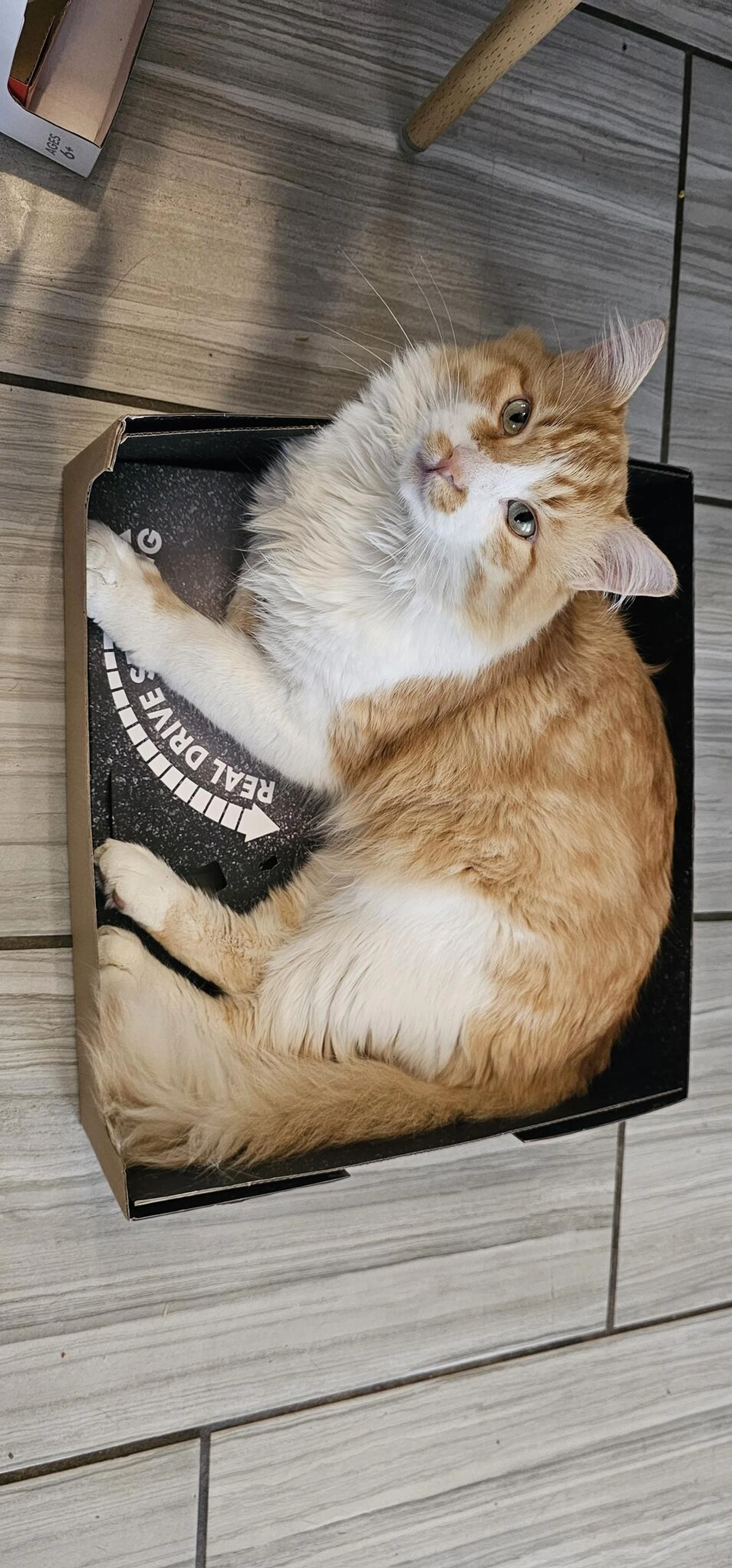 Lost pet