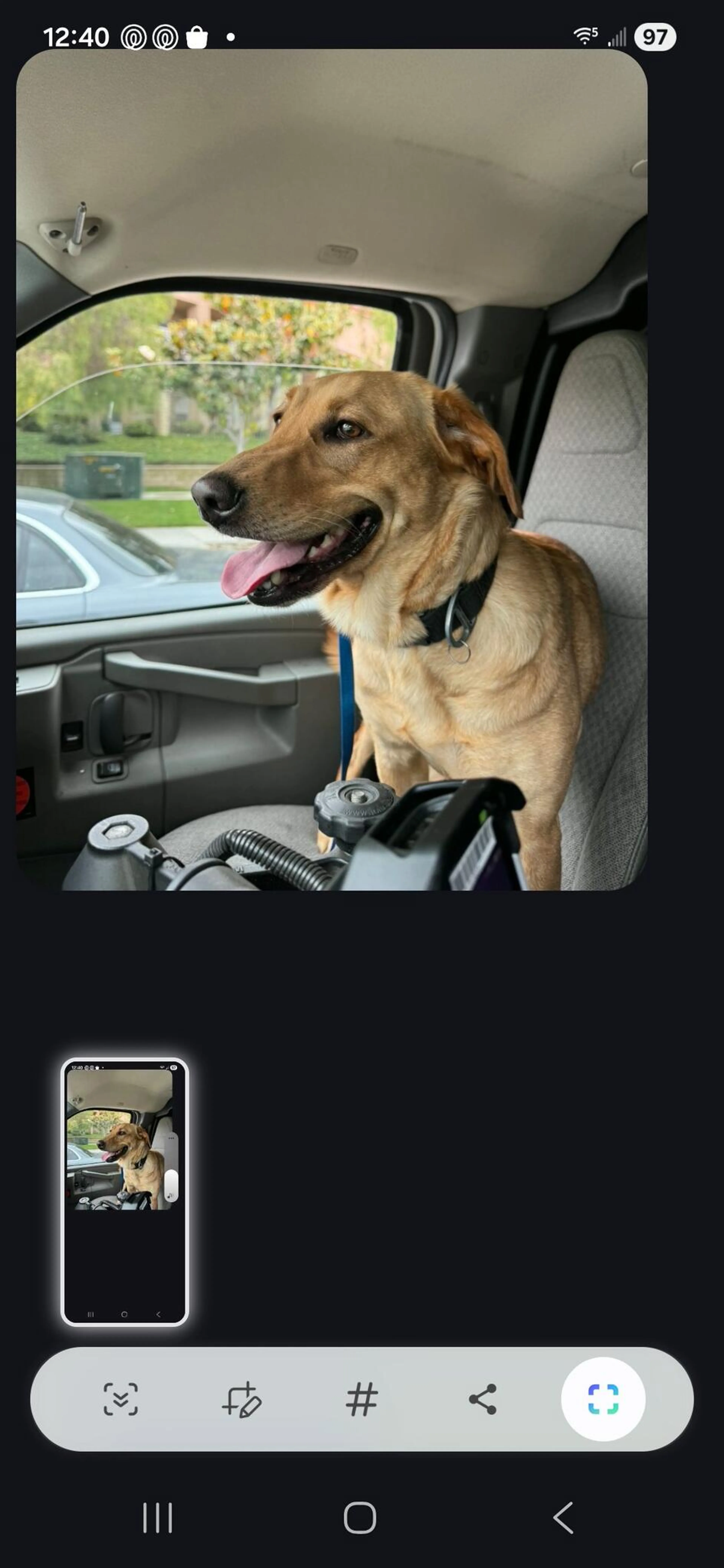 Found pet