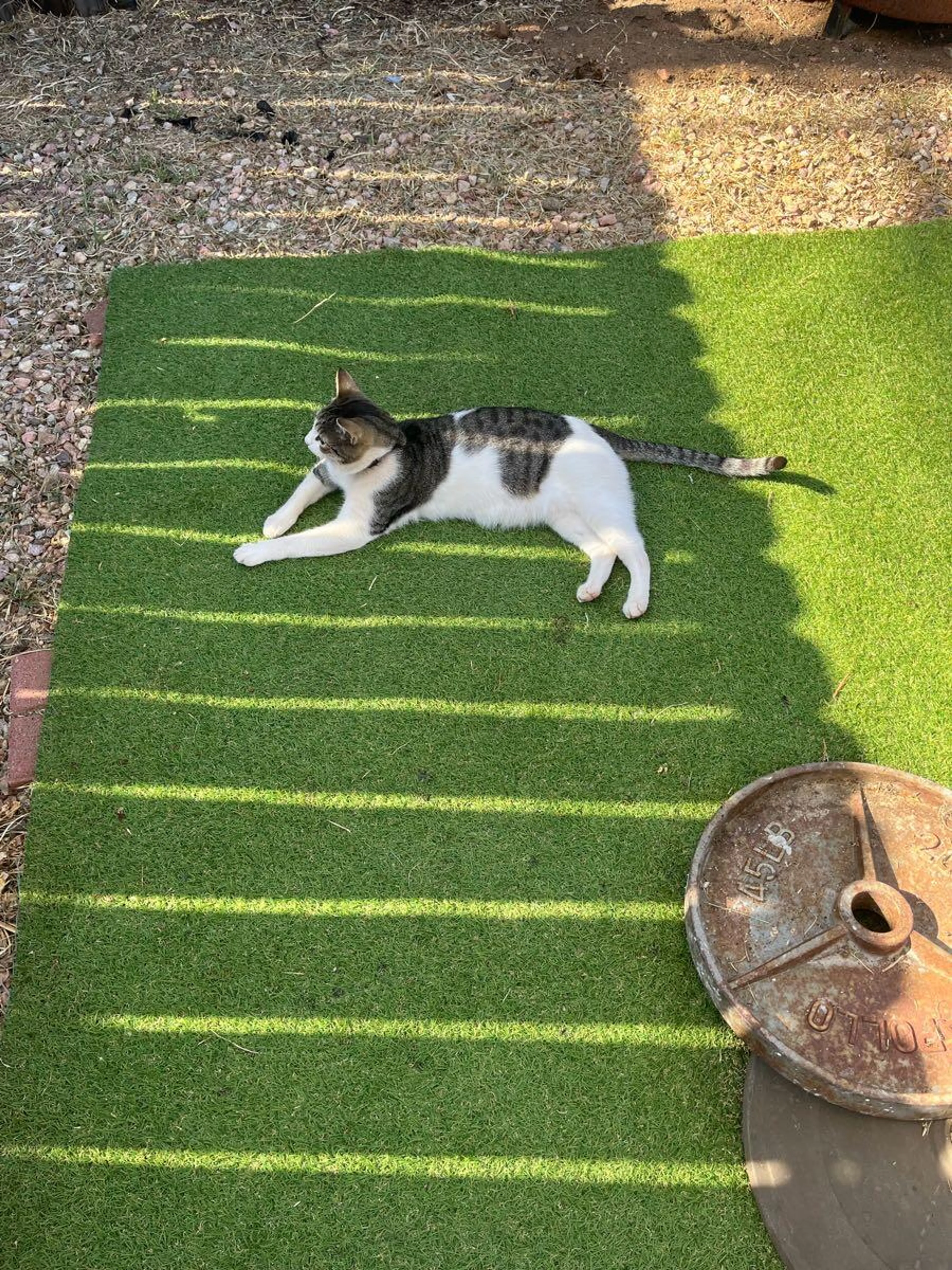 Lost pet