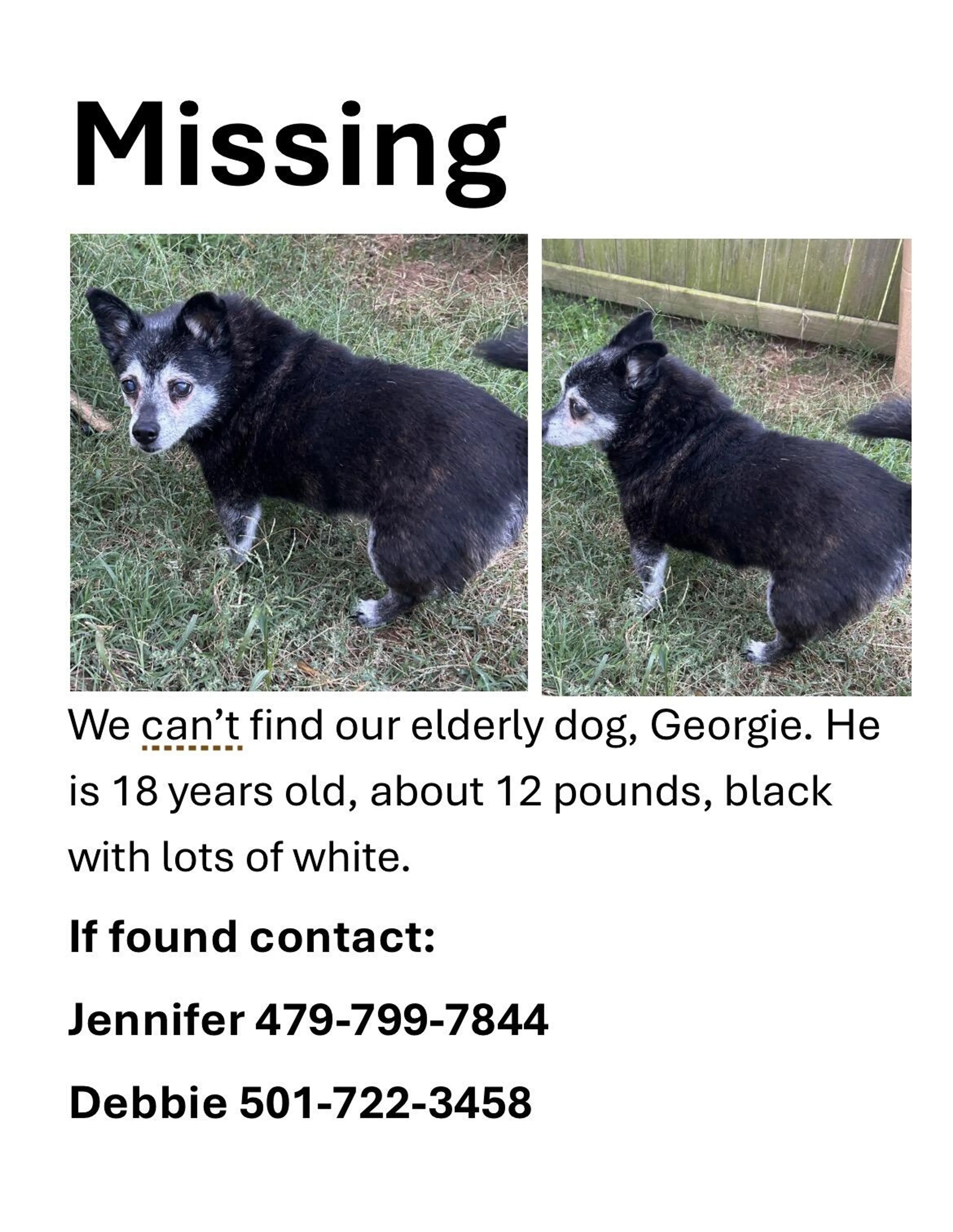 Lost pet