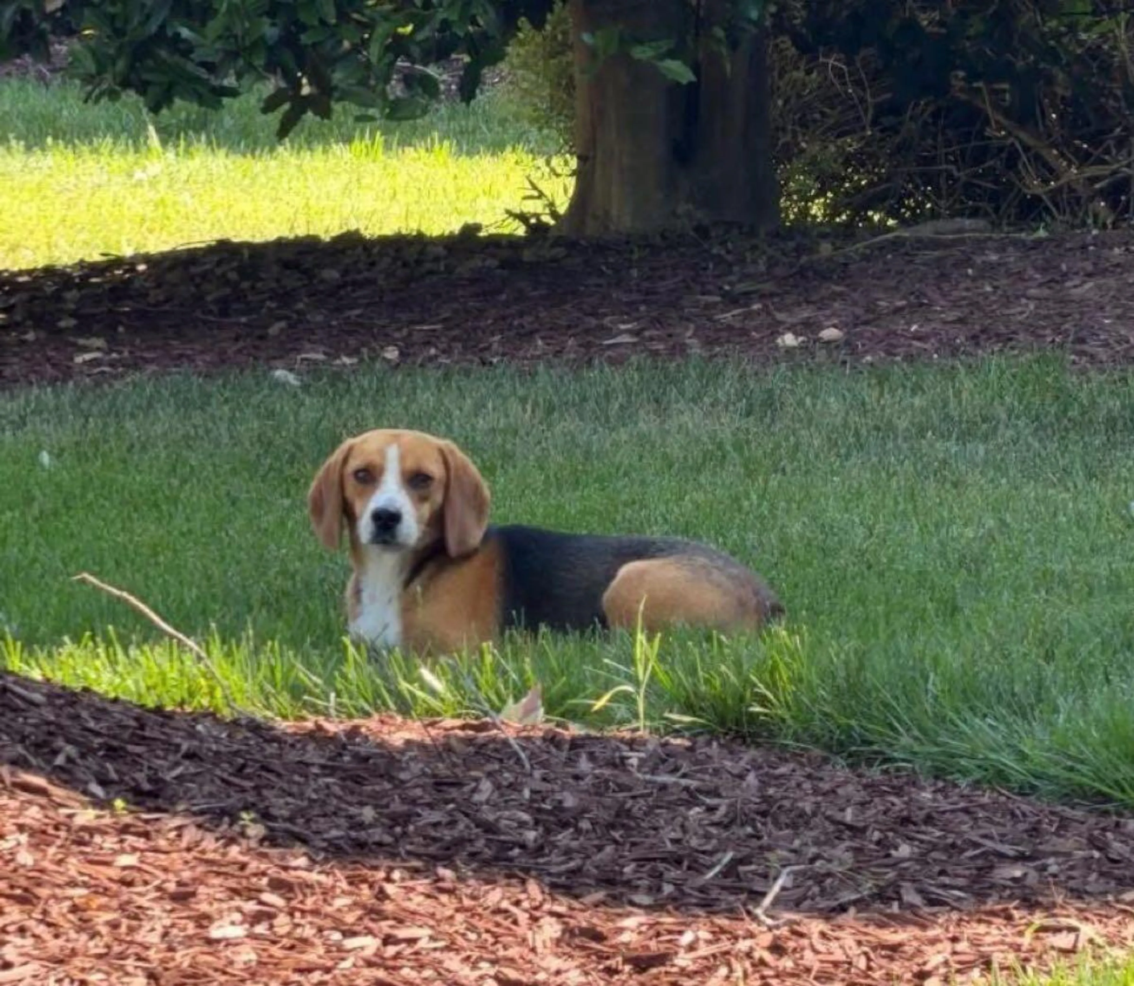Found pet