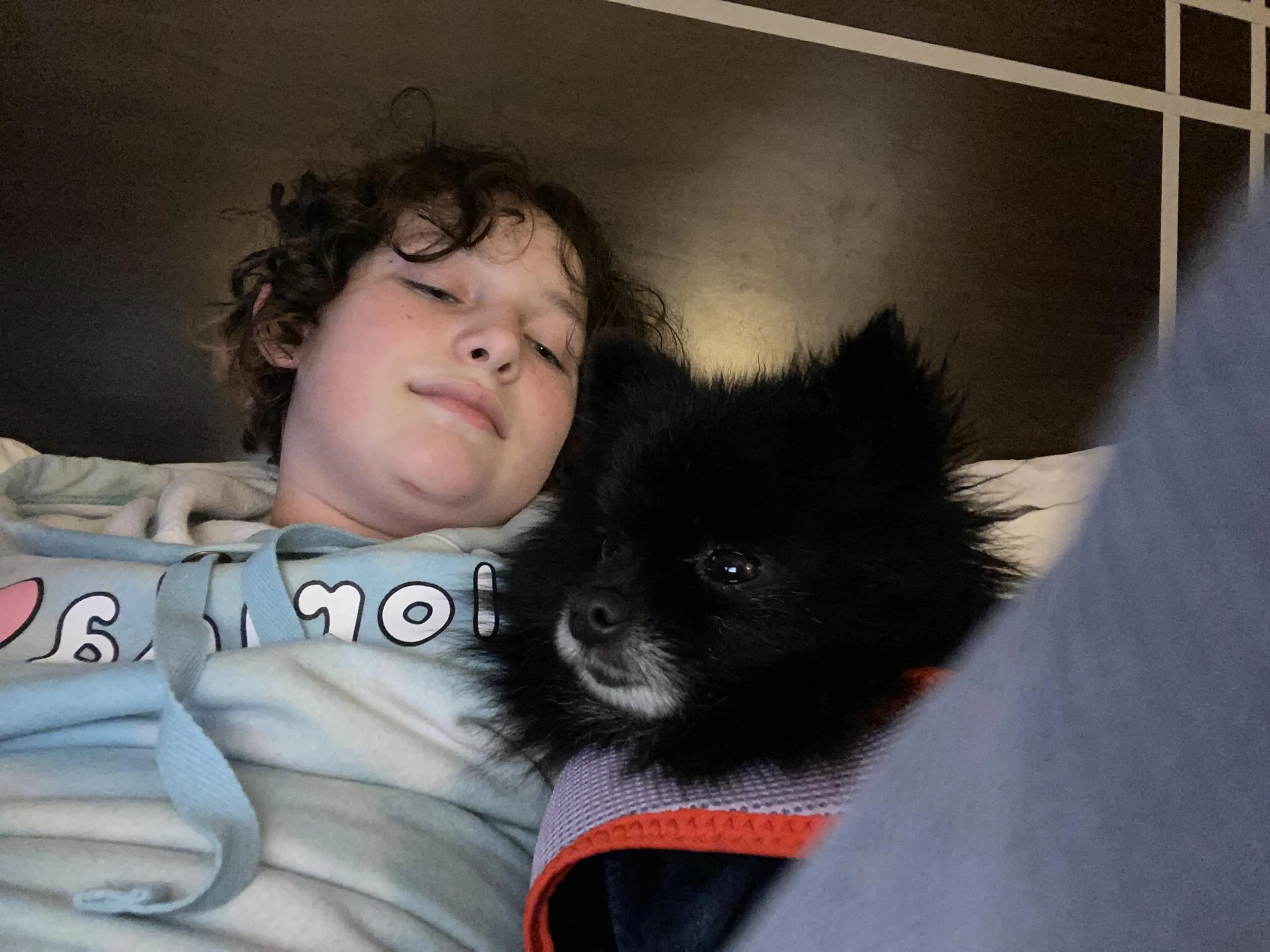 Lost pet