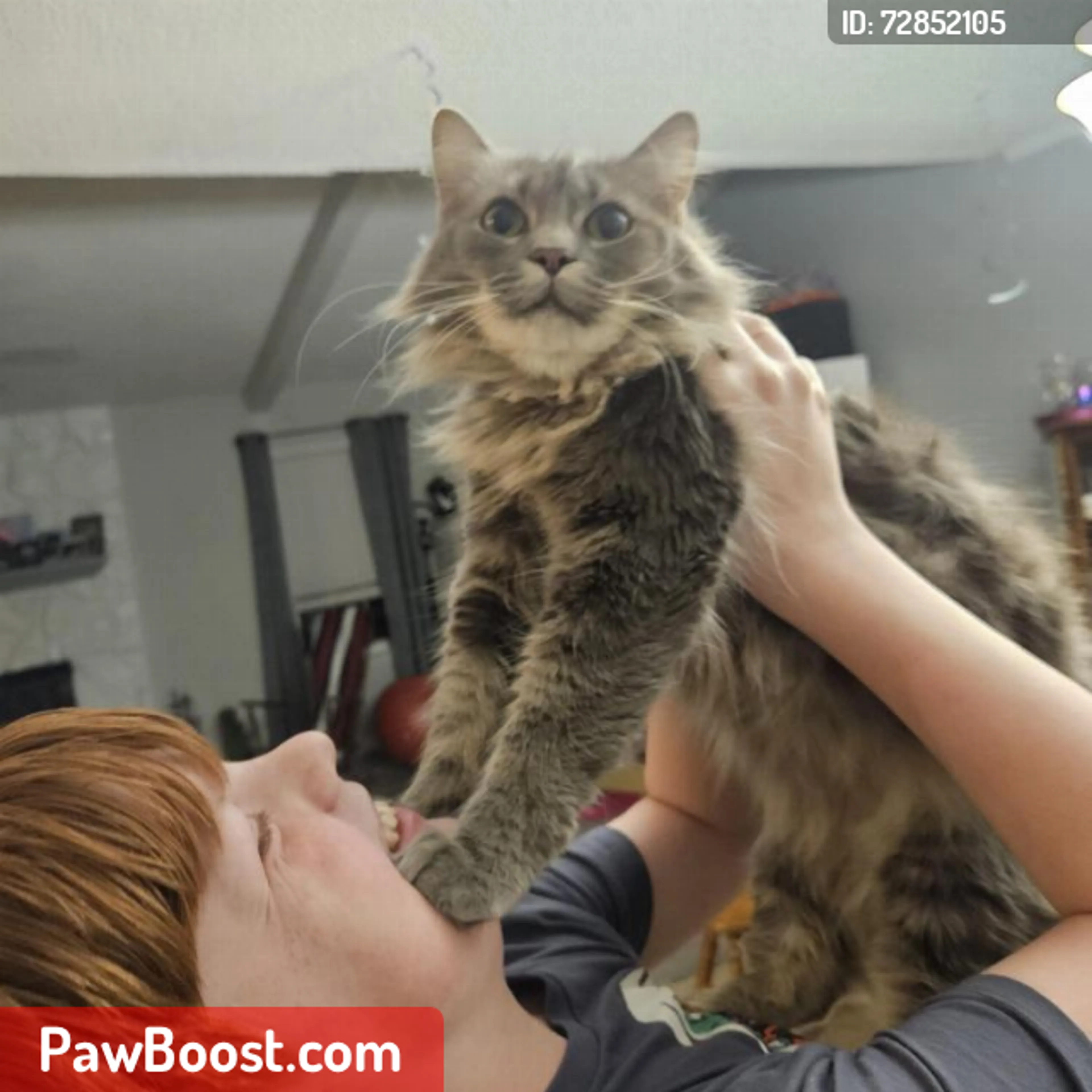 Lost pet