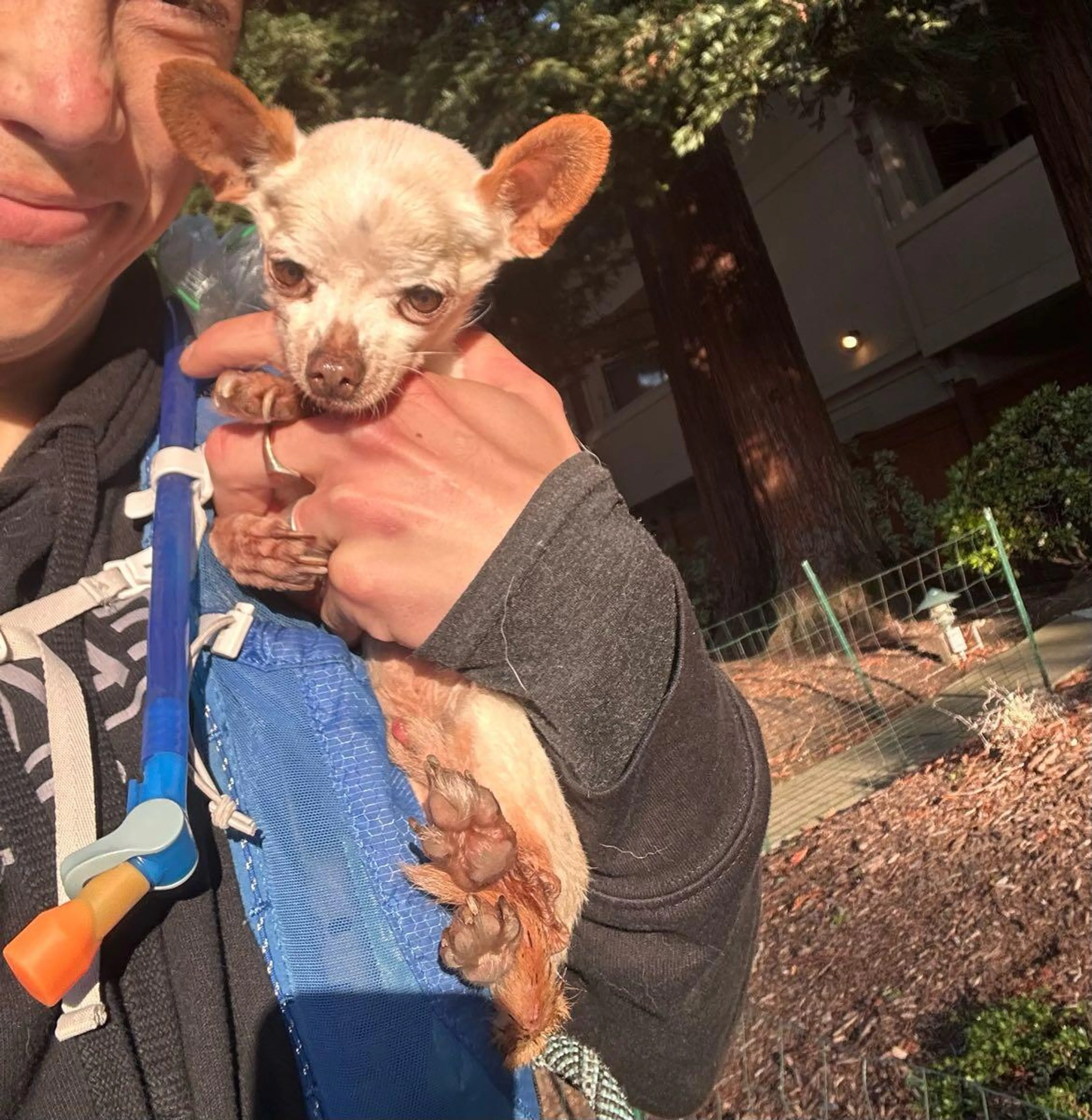 Found pet