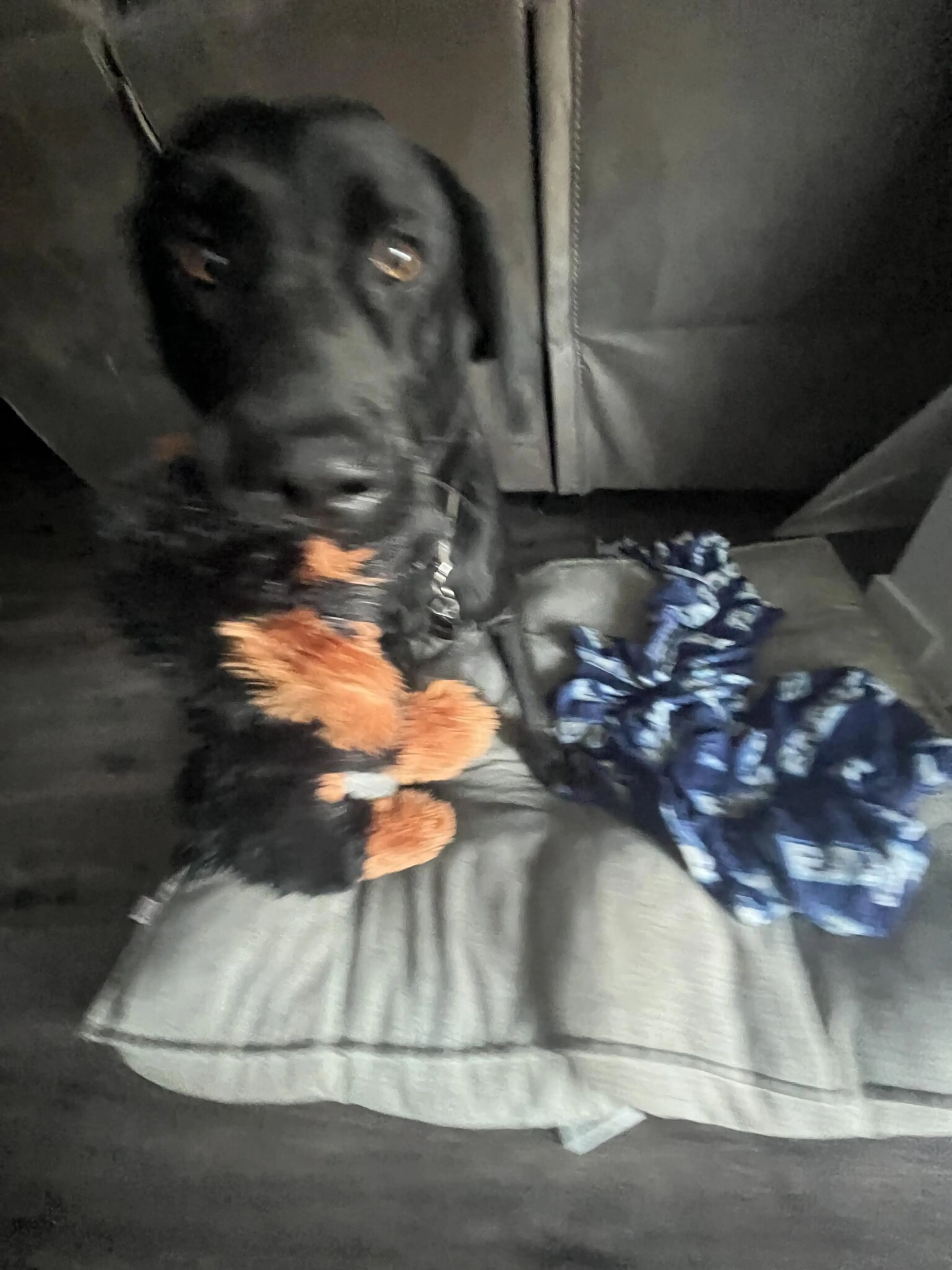 Lost pet