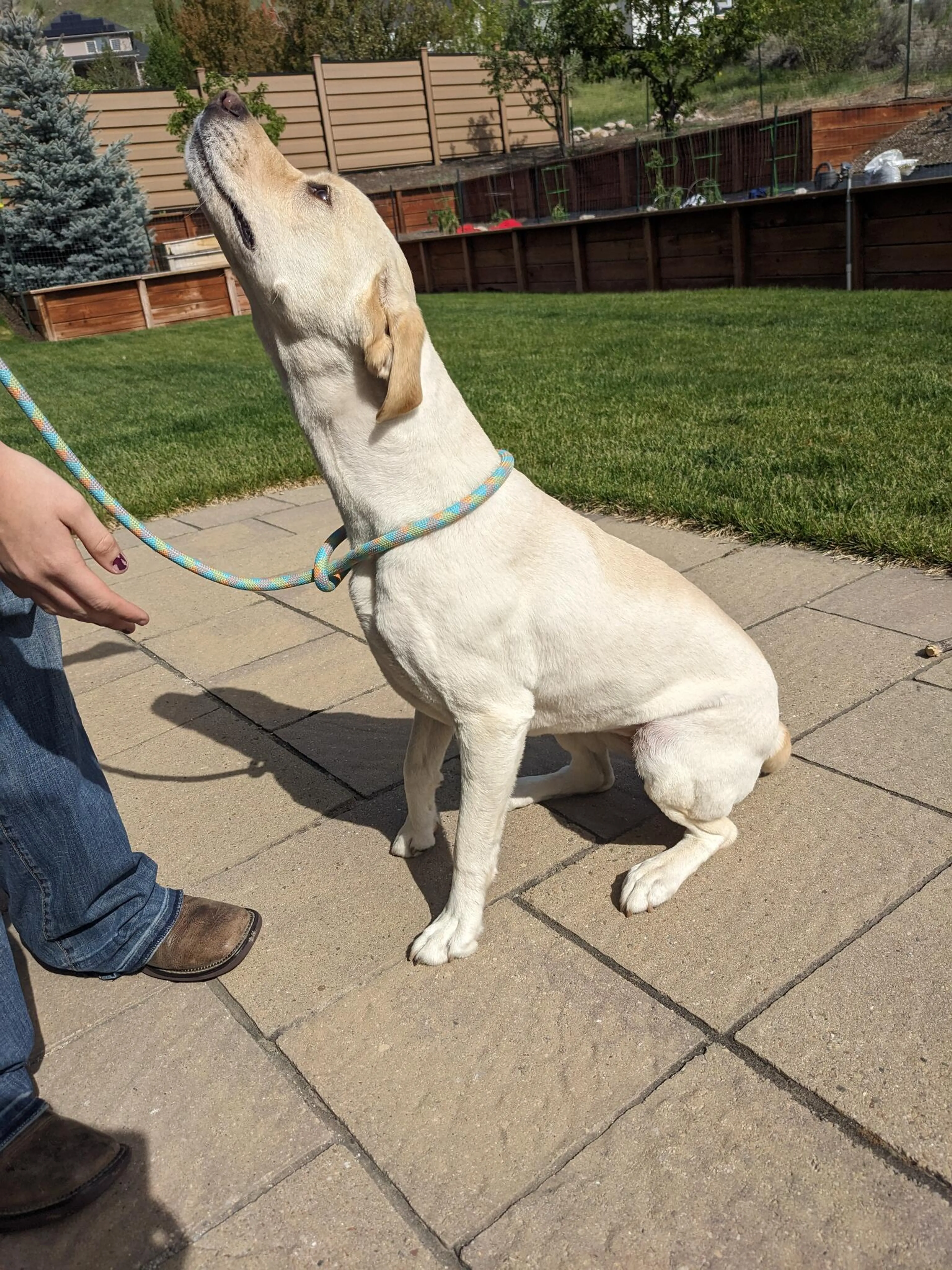 Found pet
