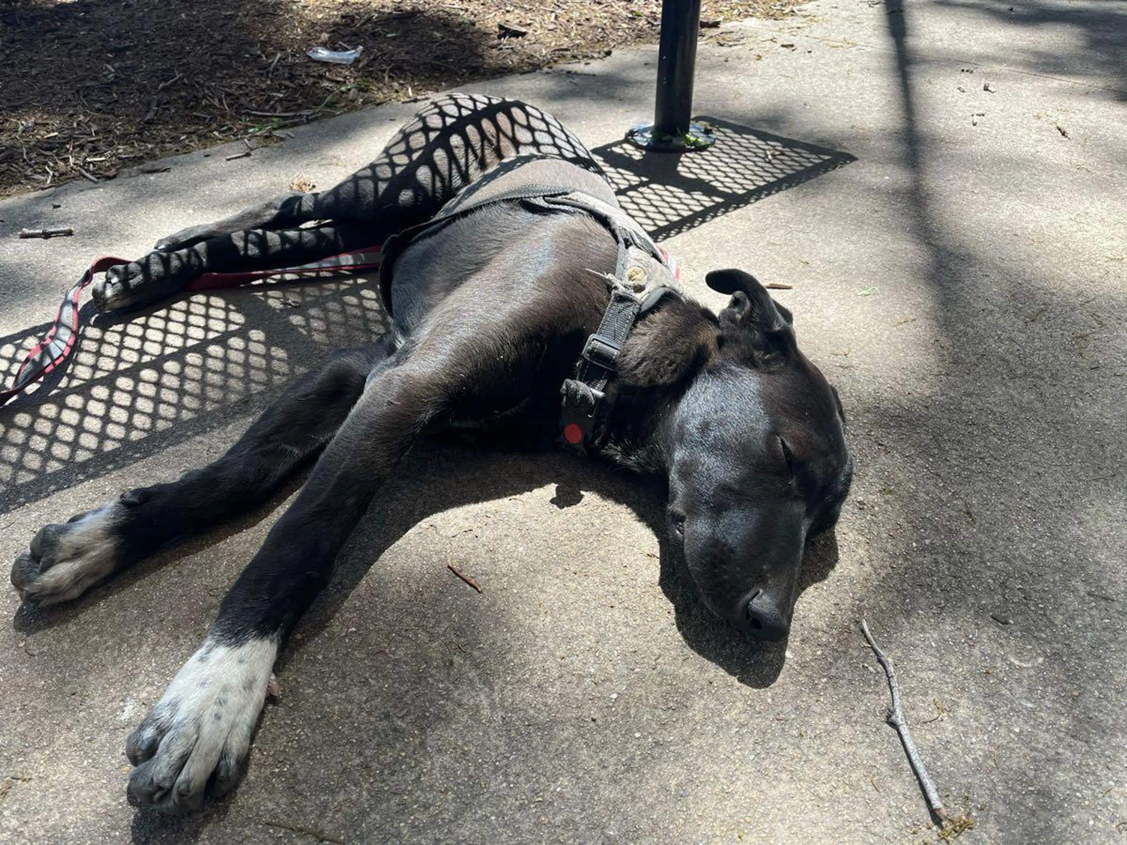 Found pet