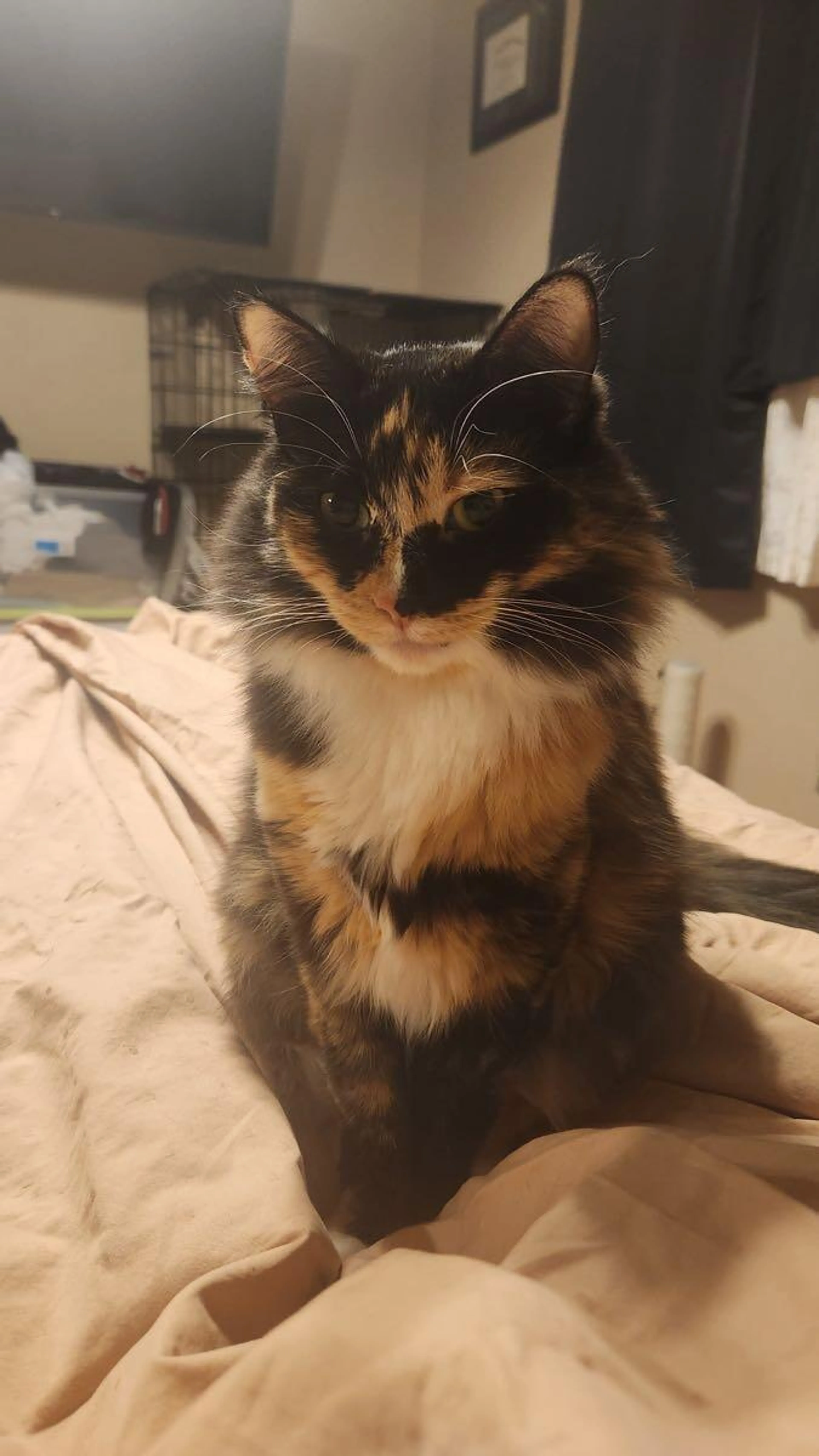 Lost pet