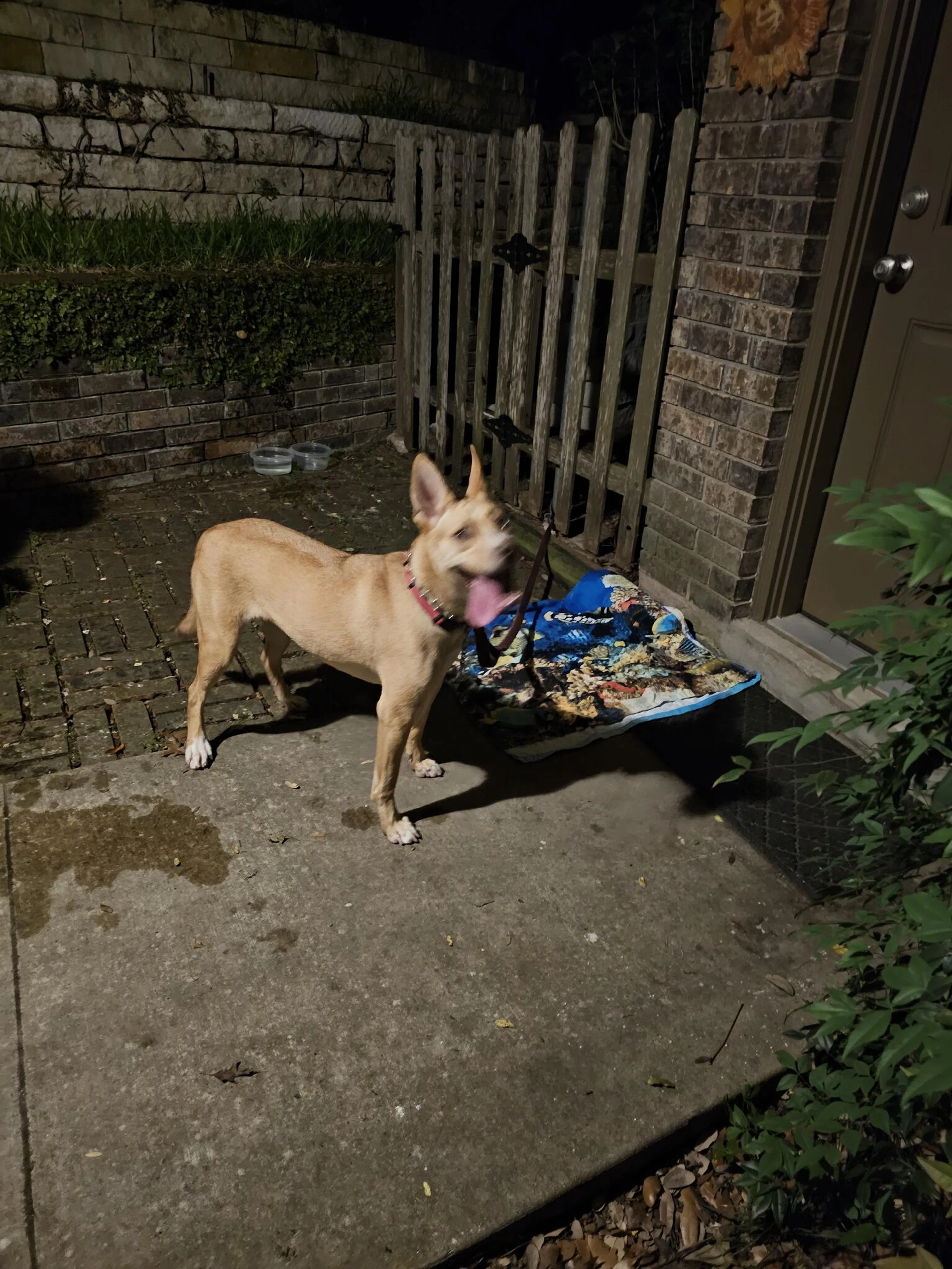 Found pet