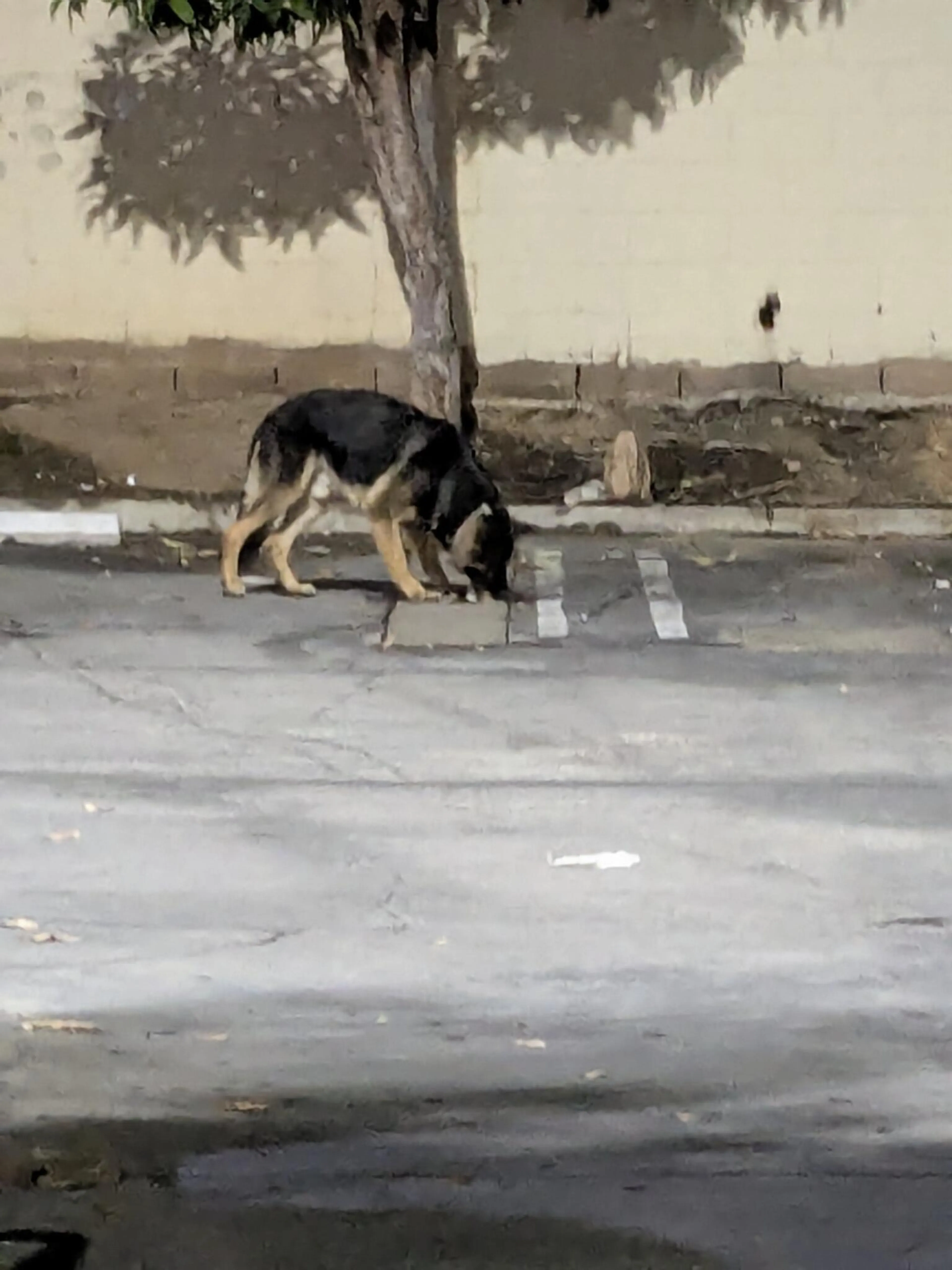 Found pet