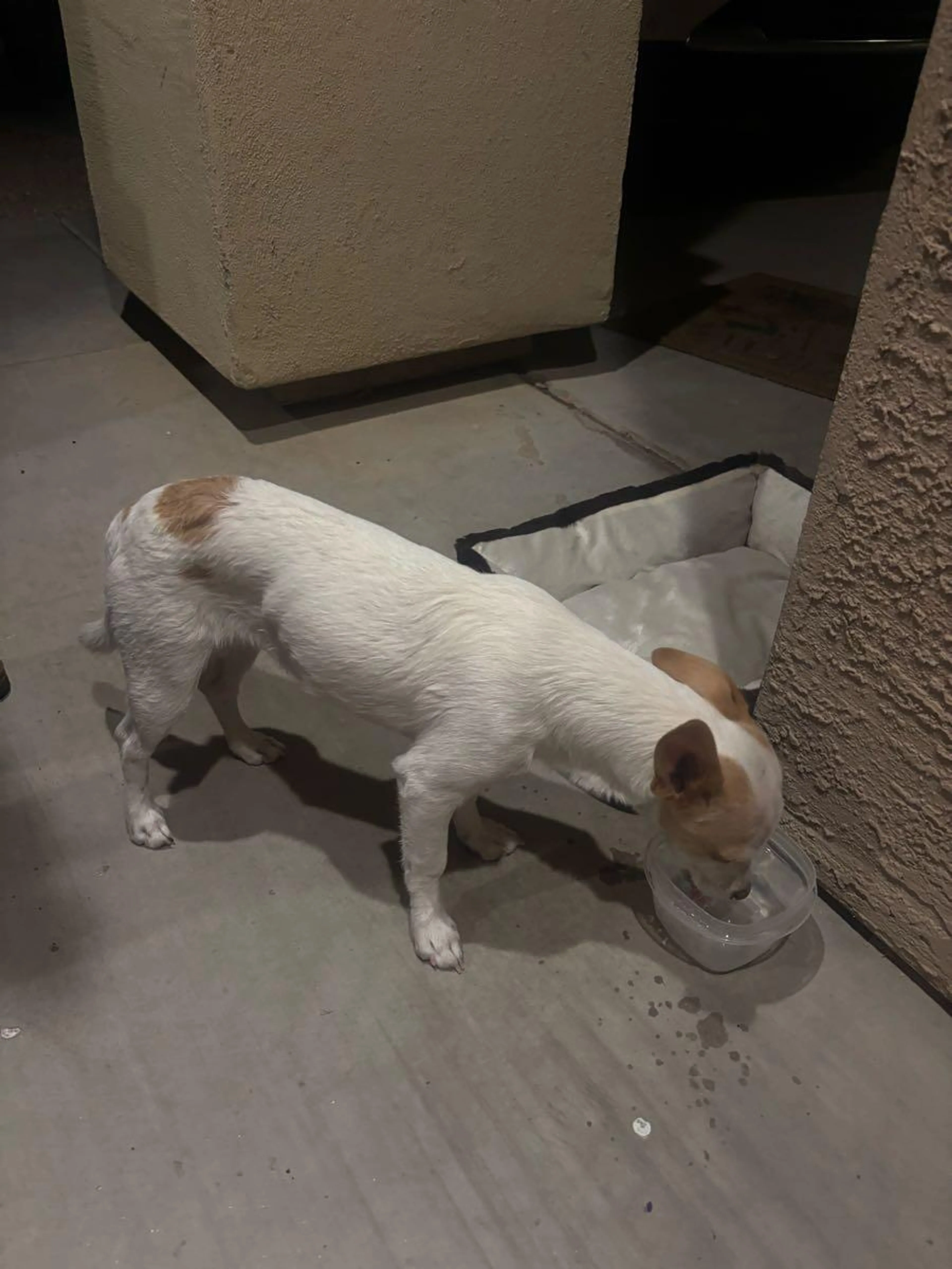 Lost pet
