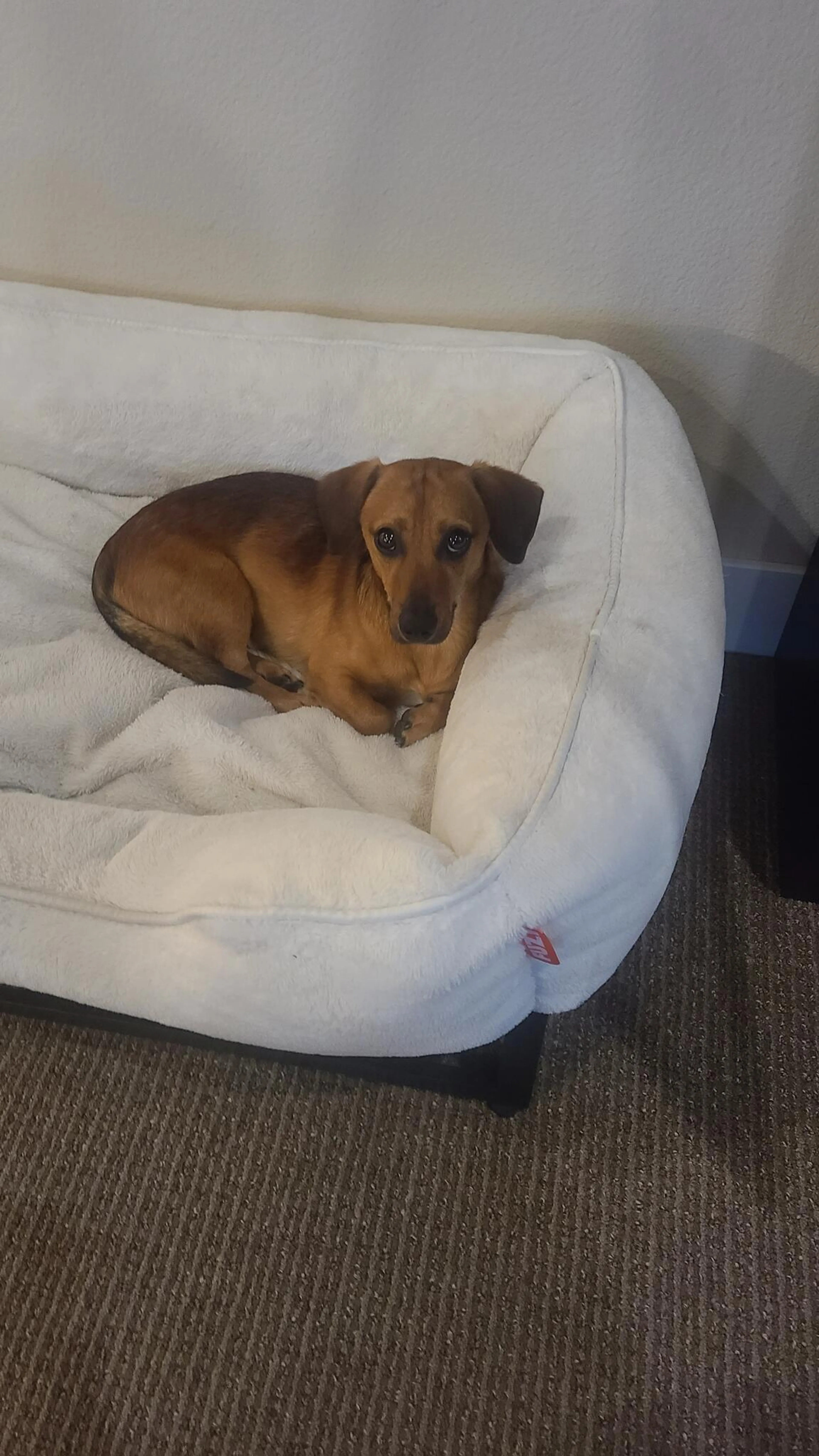 Lost pet