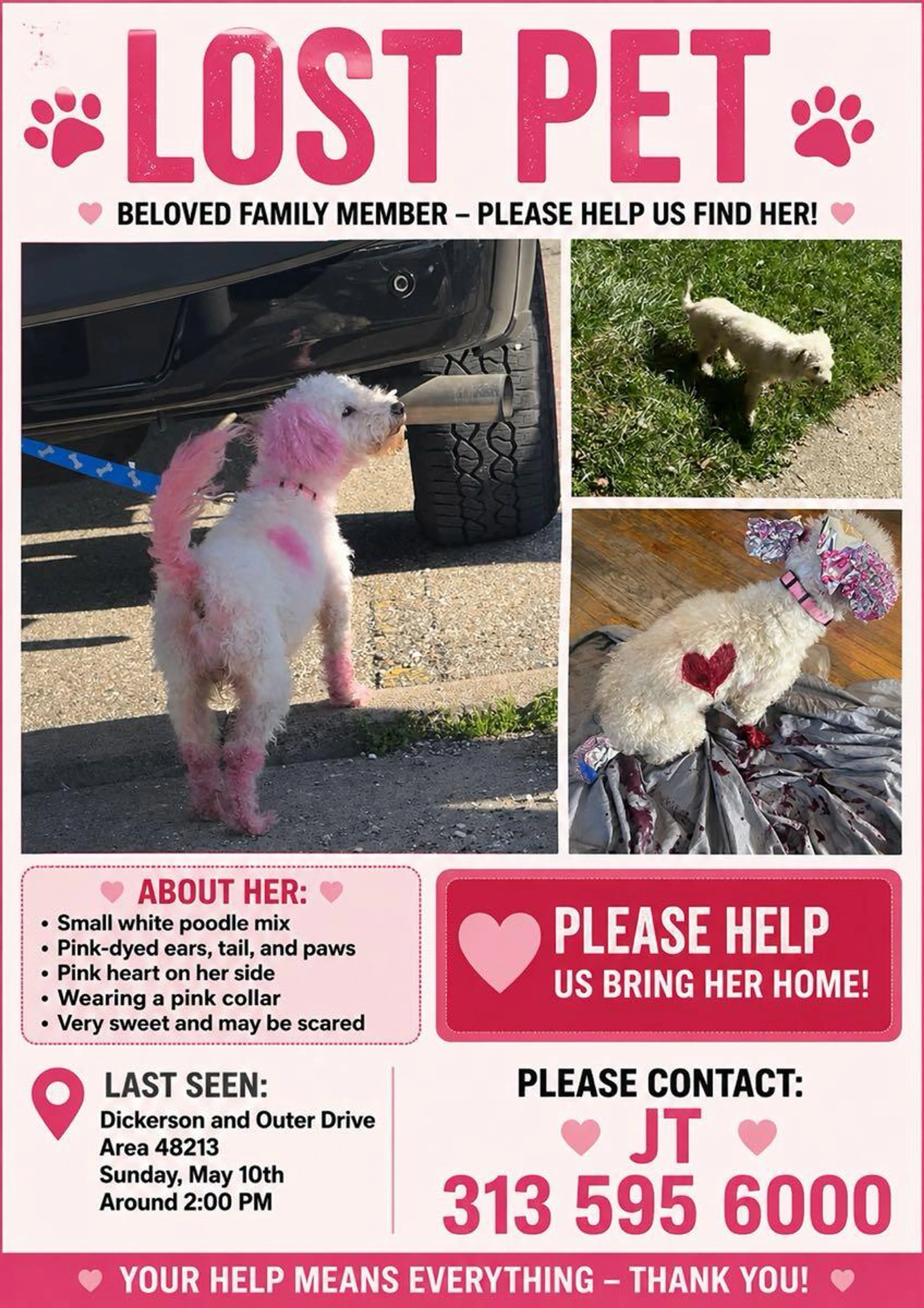 Lost pet
