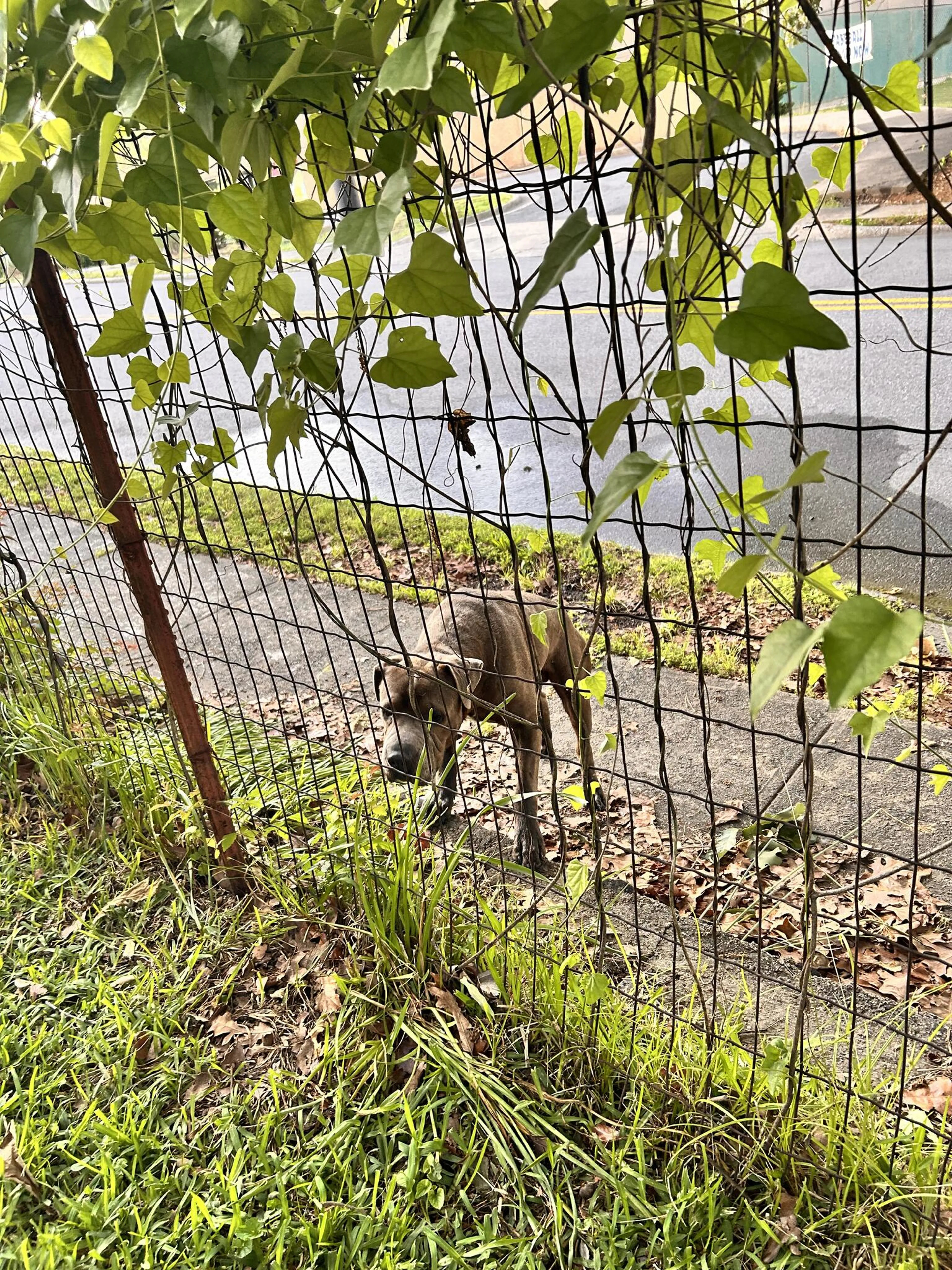 Found pet
