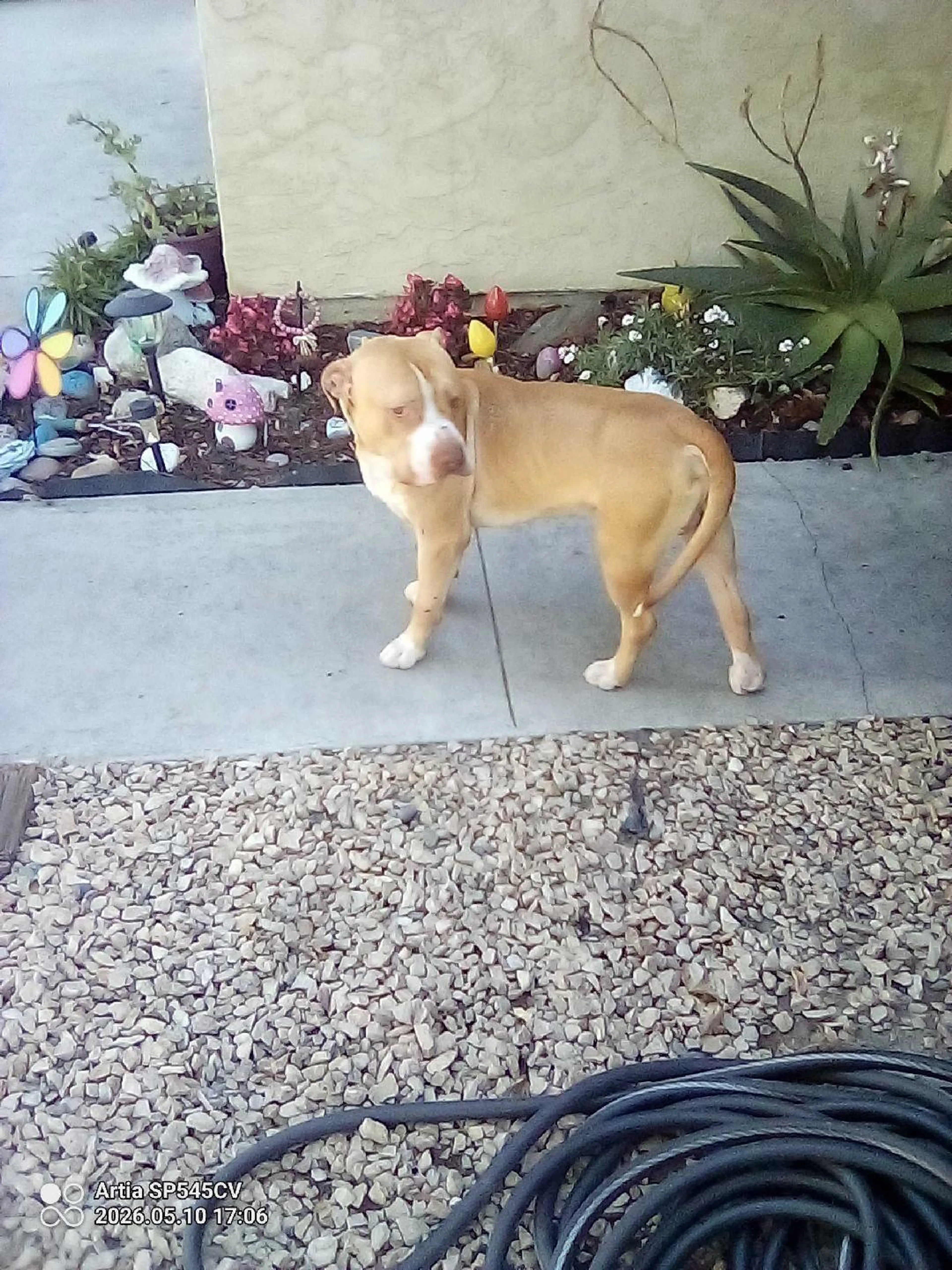 Found pet