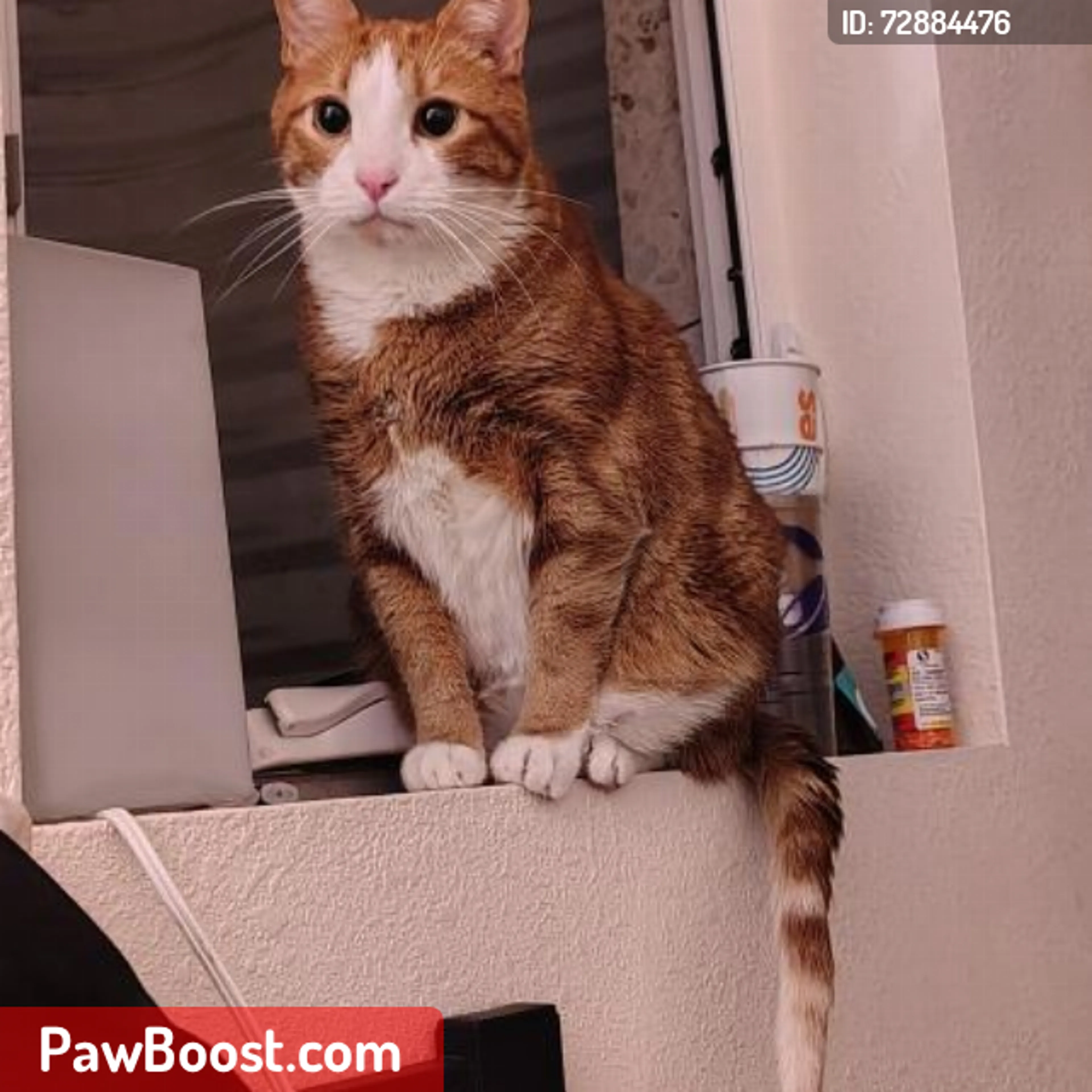 Lost pet