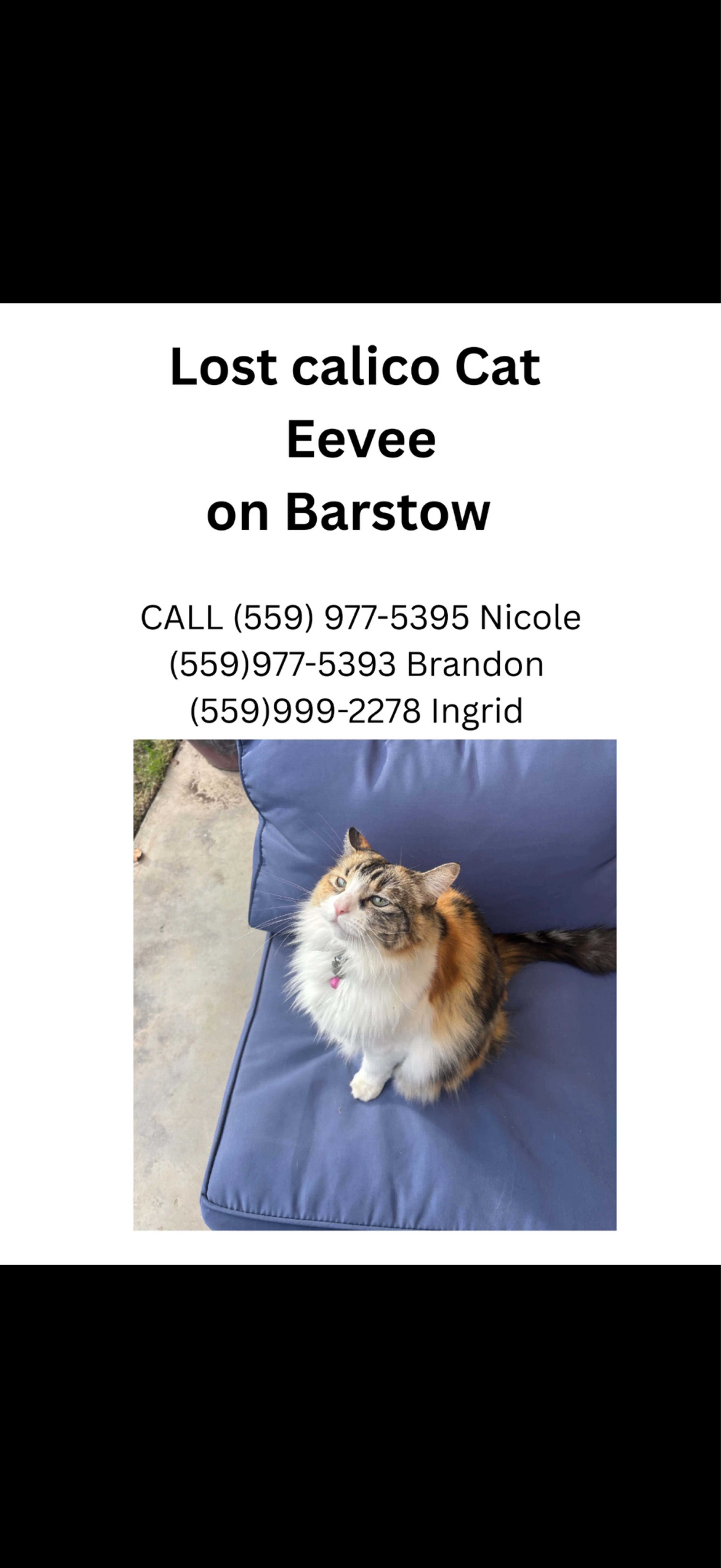 Lost pet