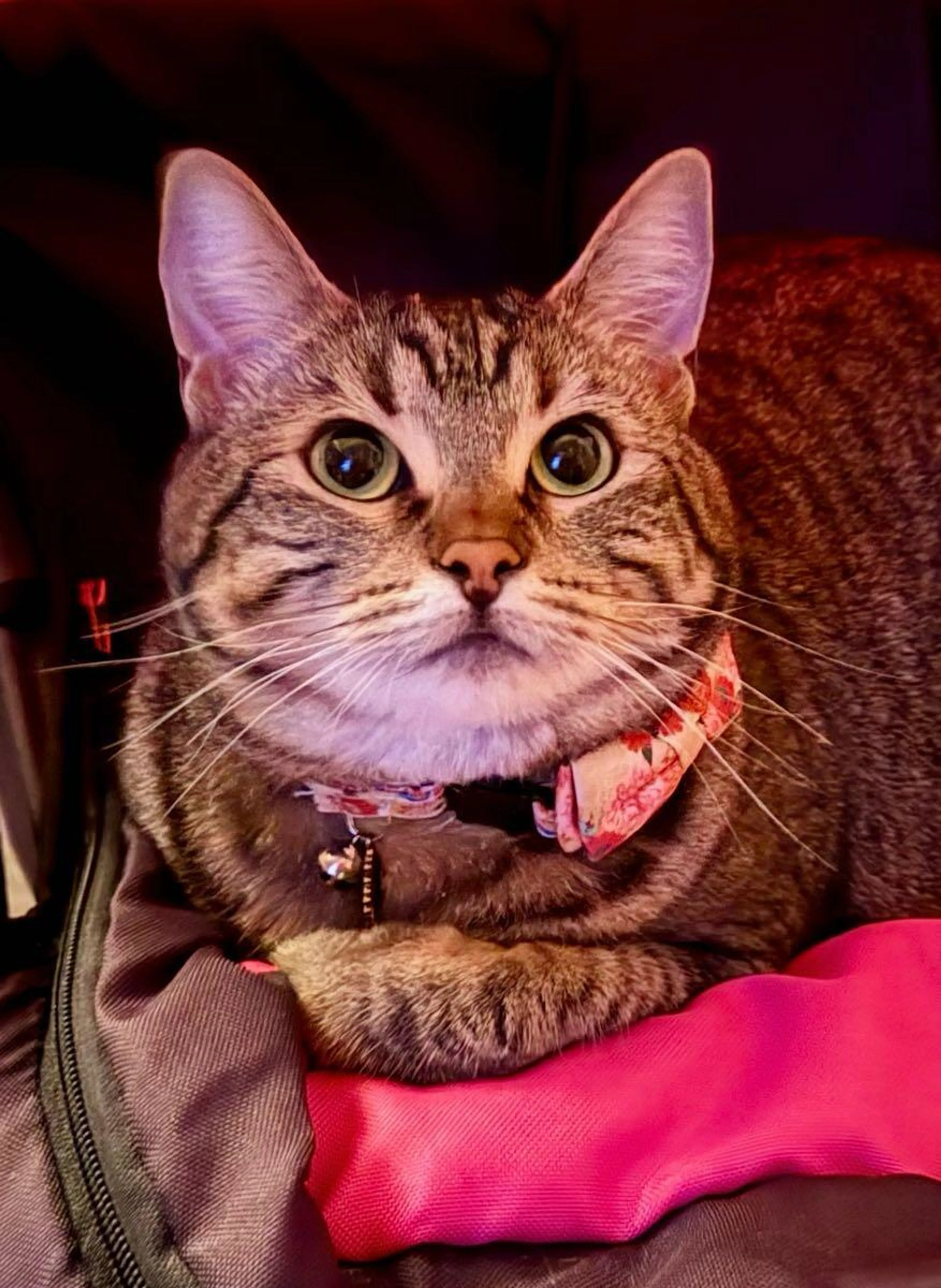 Lost pet
