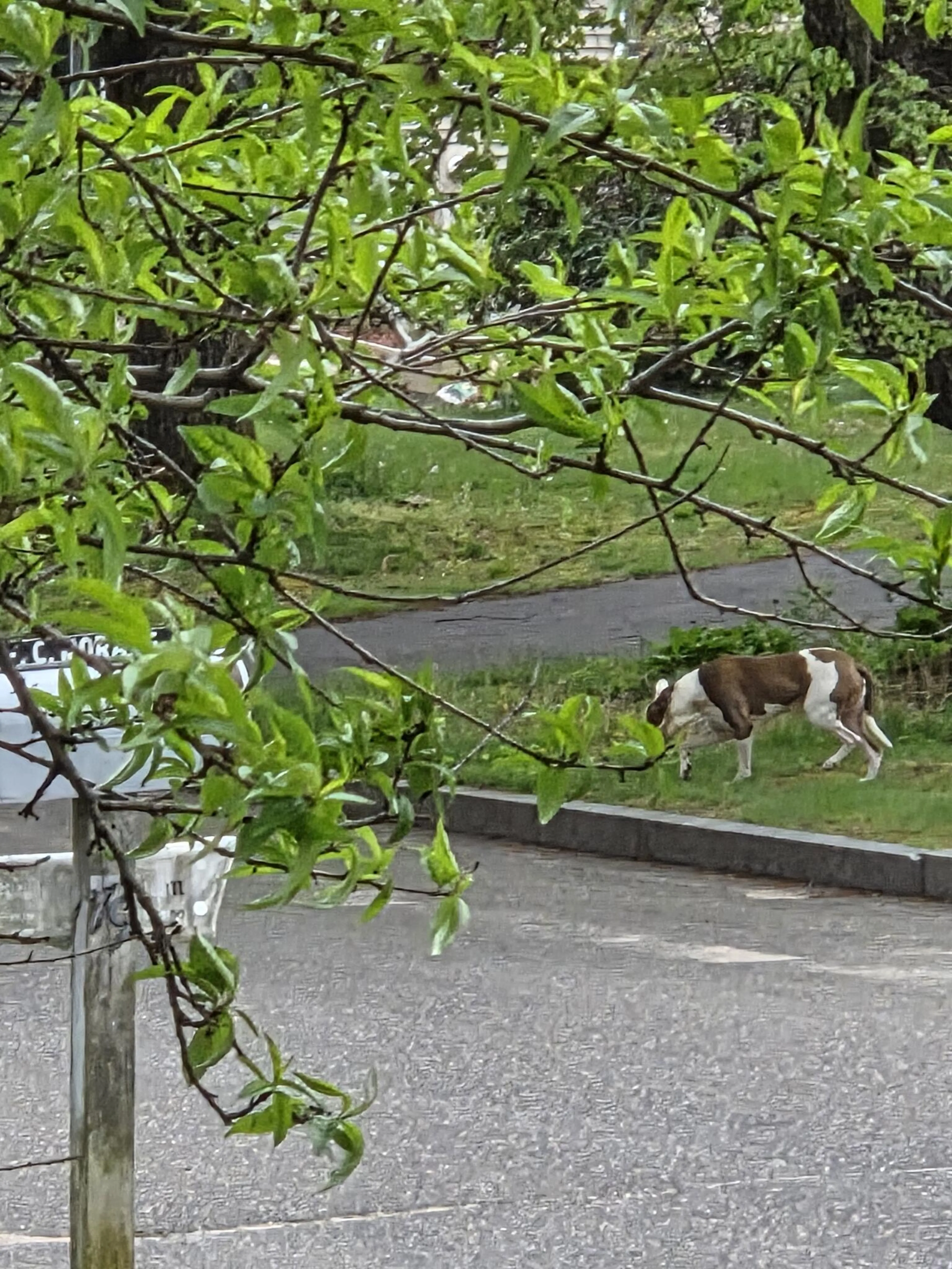 Found pet