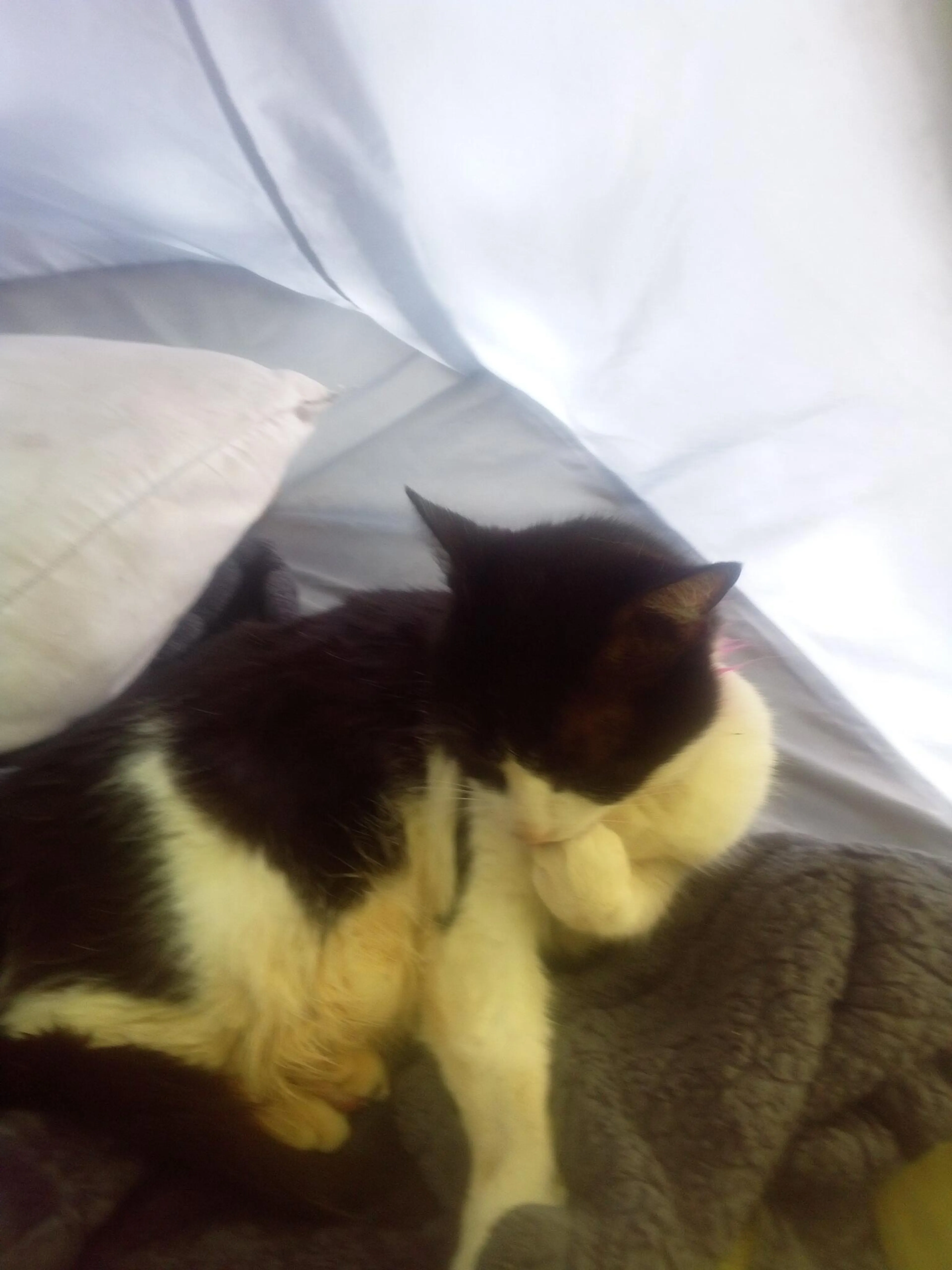 Lost pet