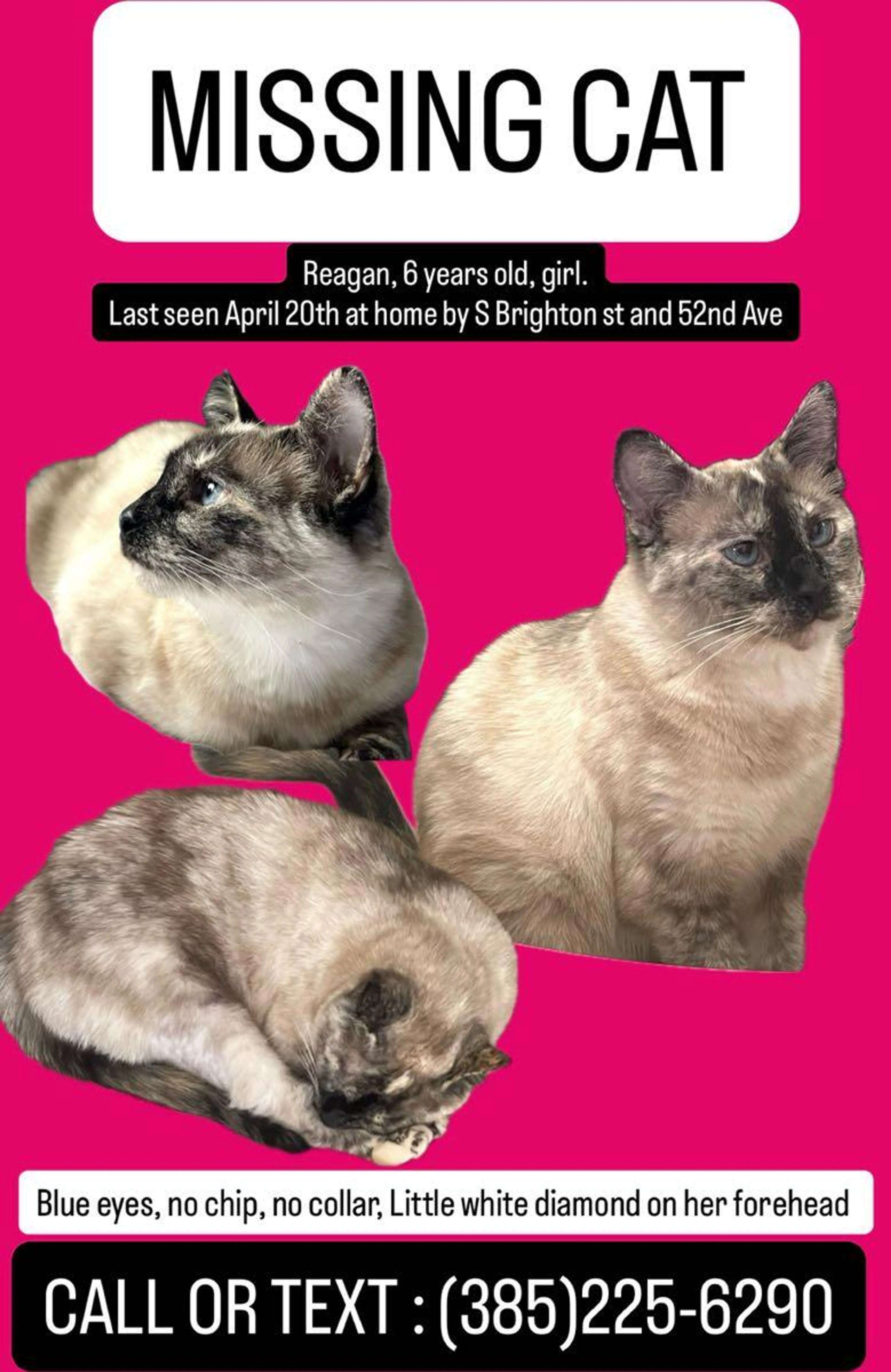 Lost pet