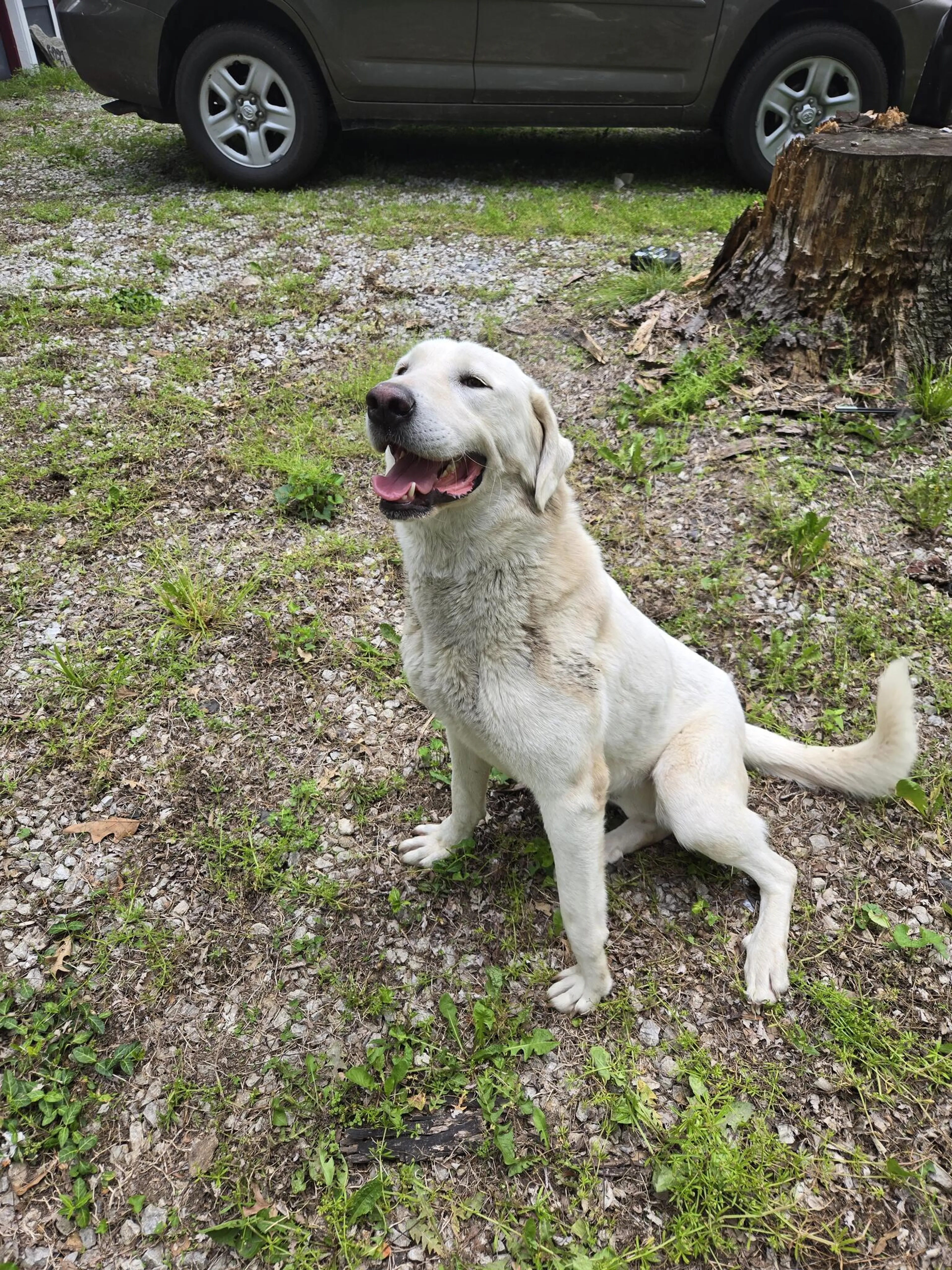 Found pet