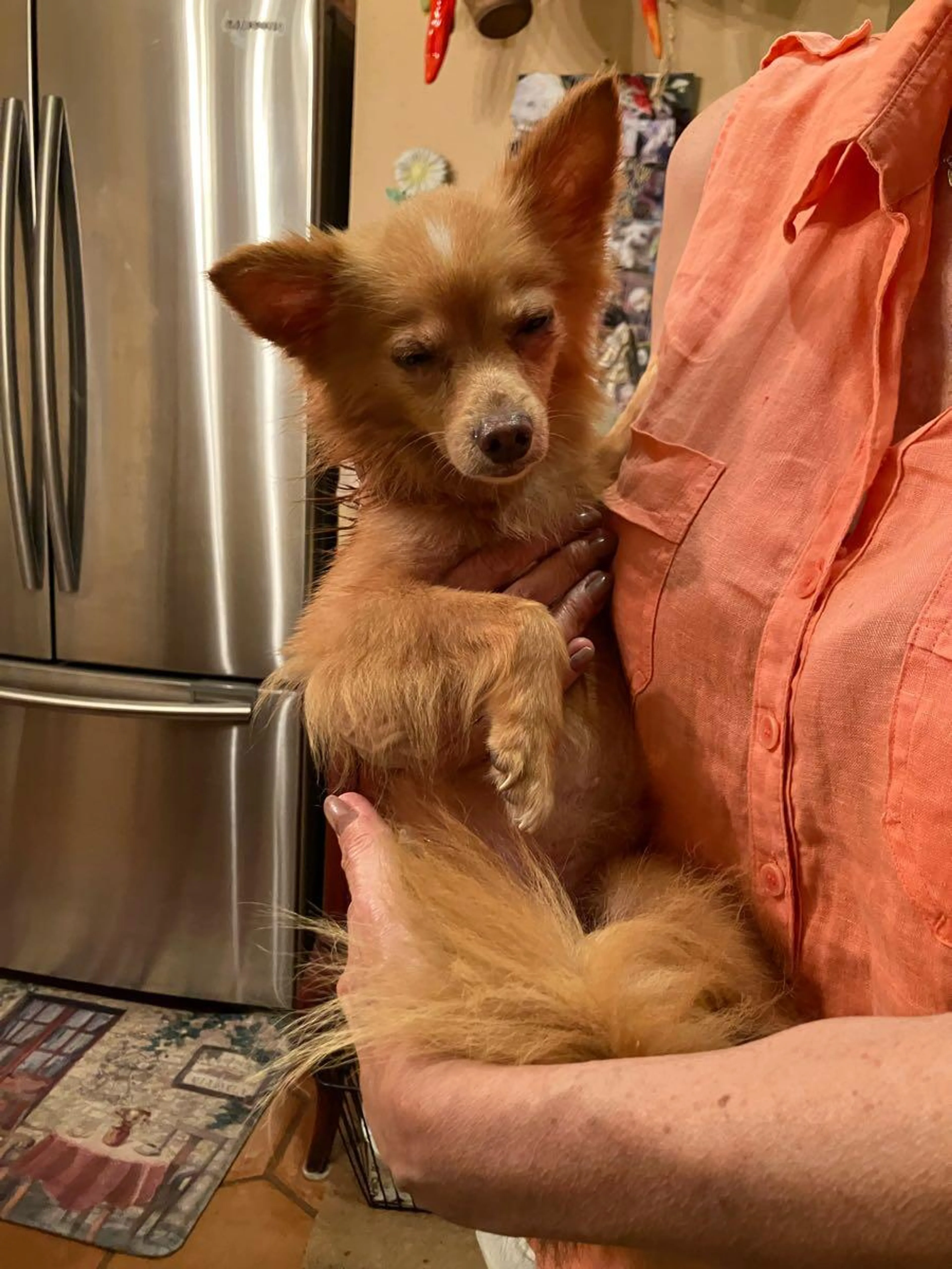 Found pet