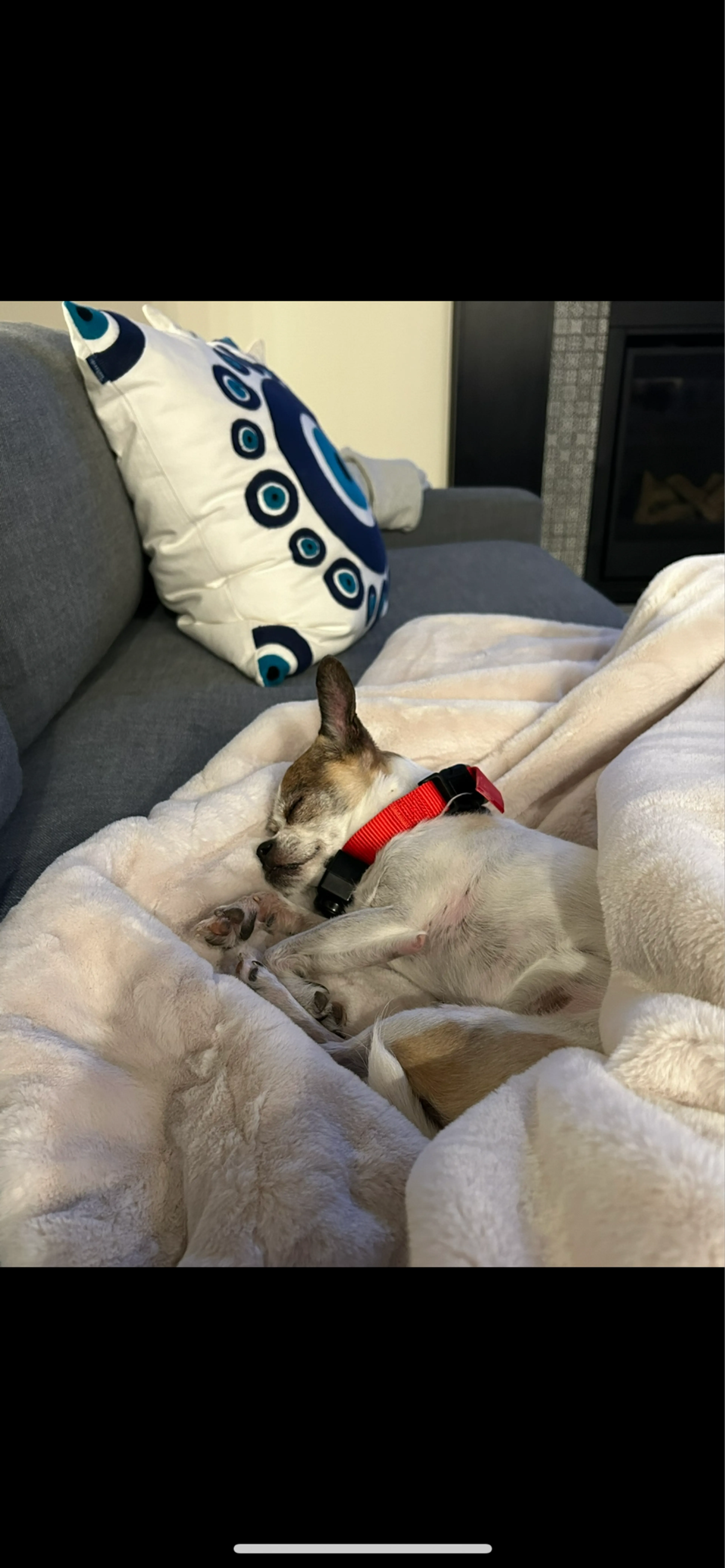 Lost pet
