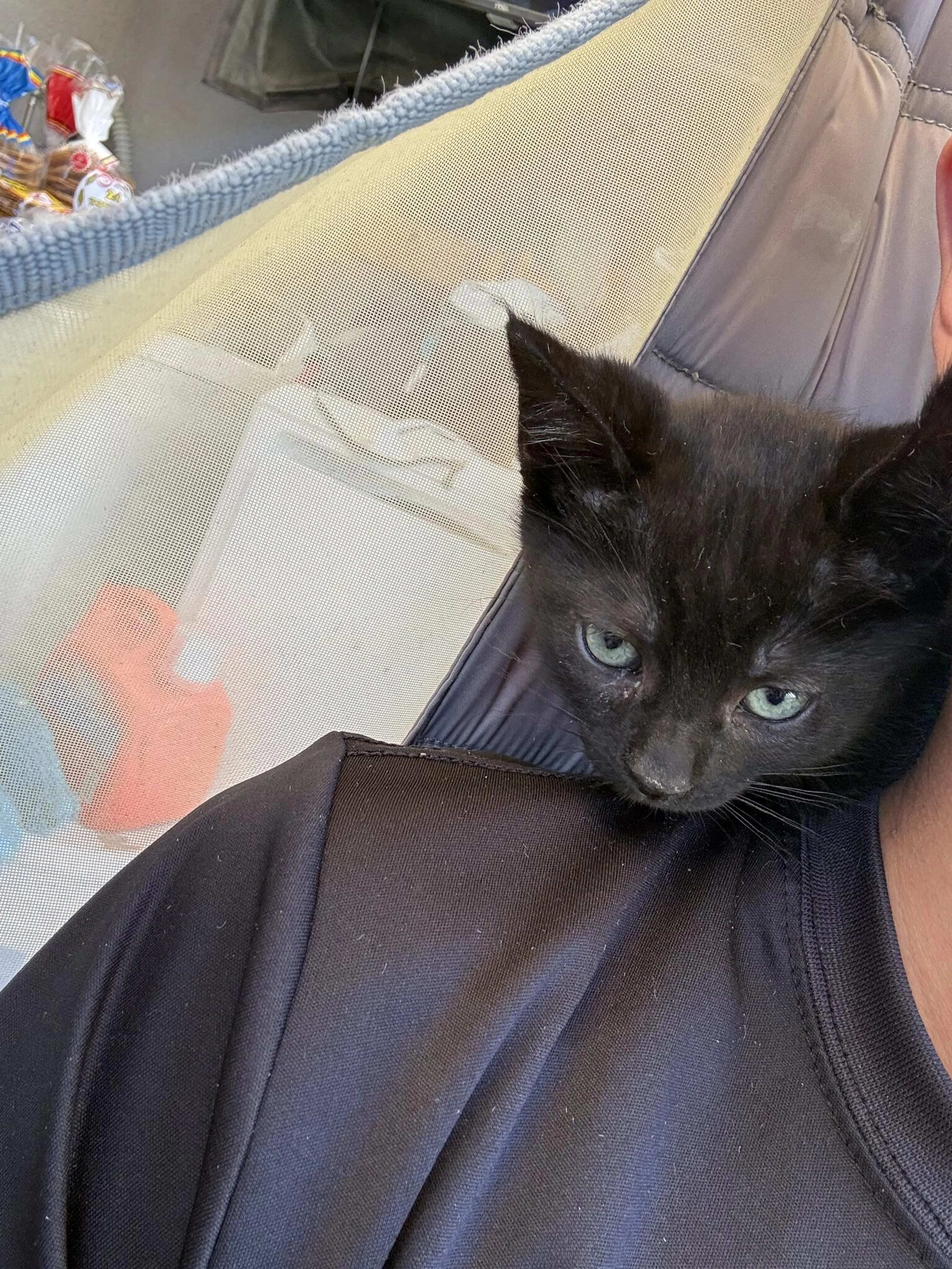 Lost pet