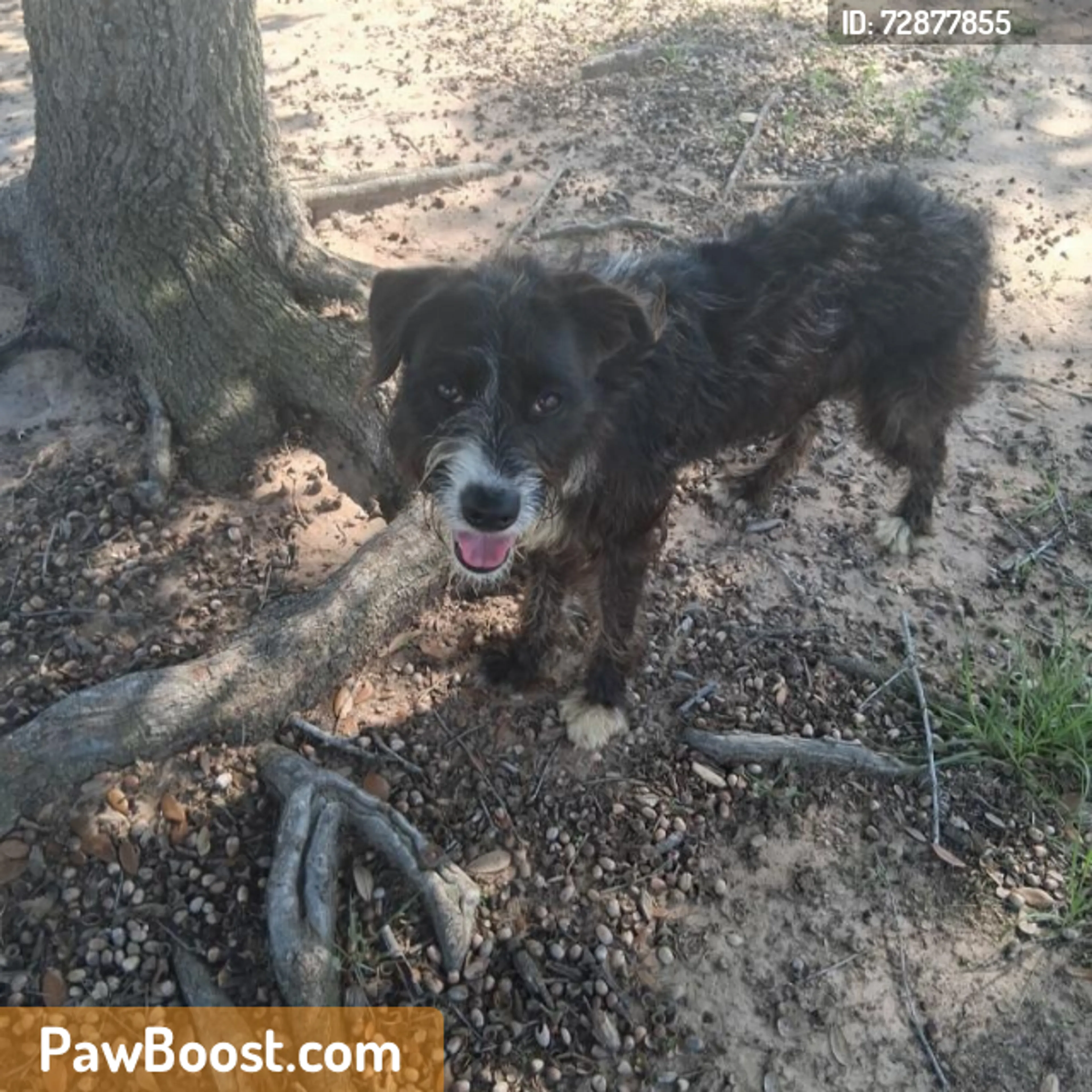 Found pet