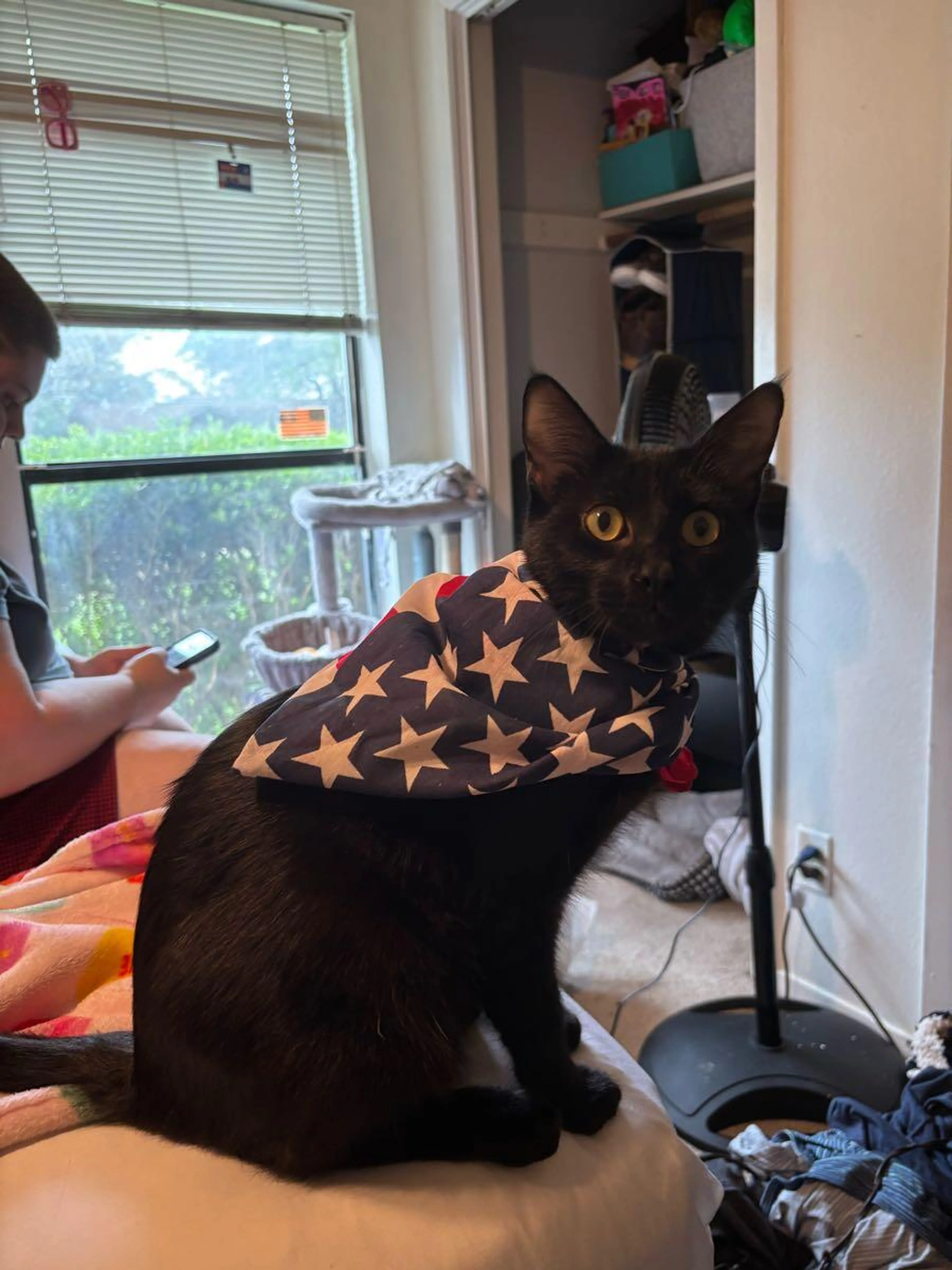 Lost pet