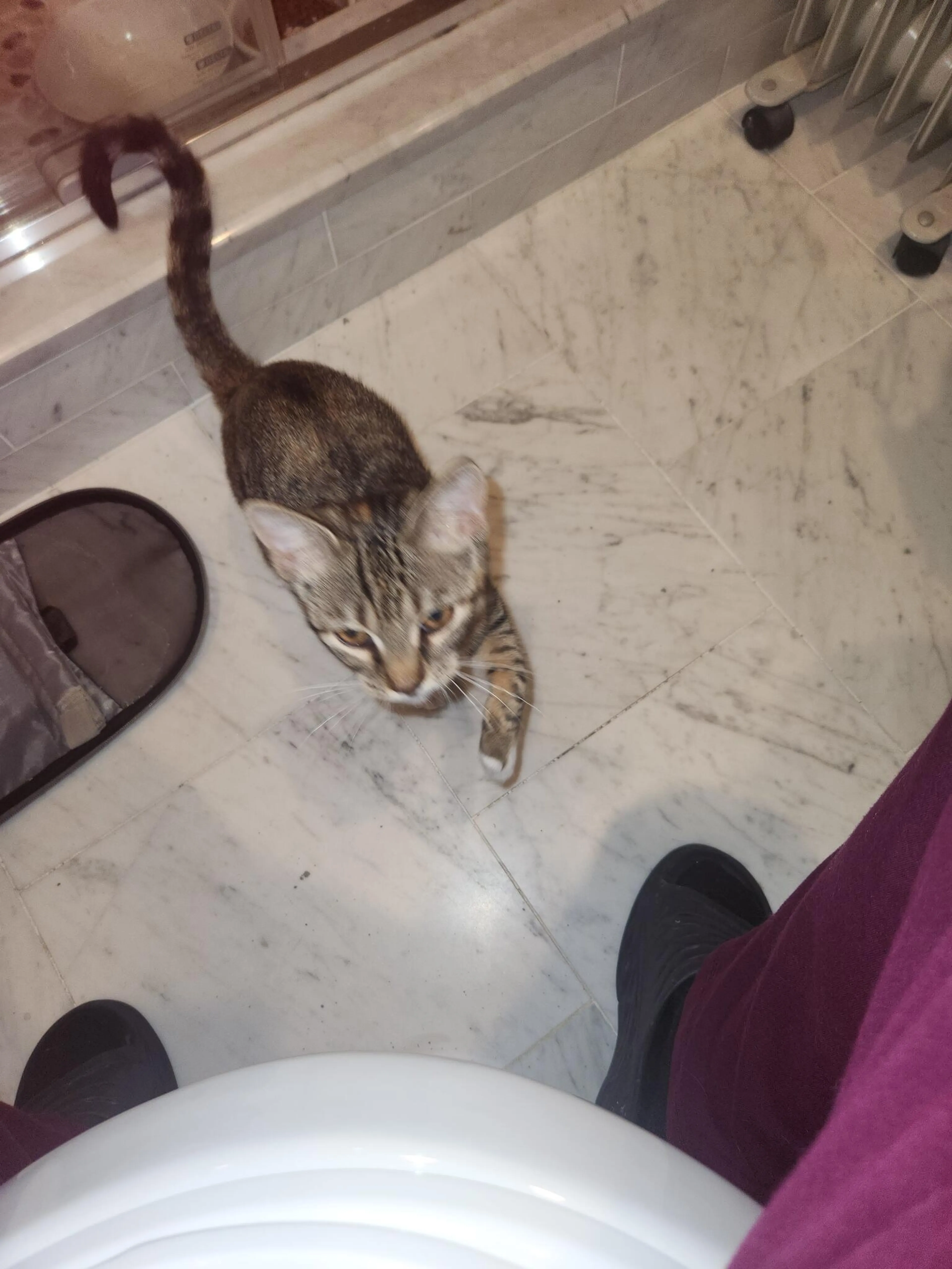 Found pet