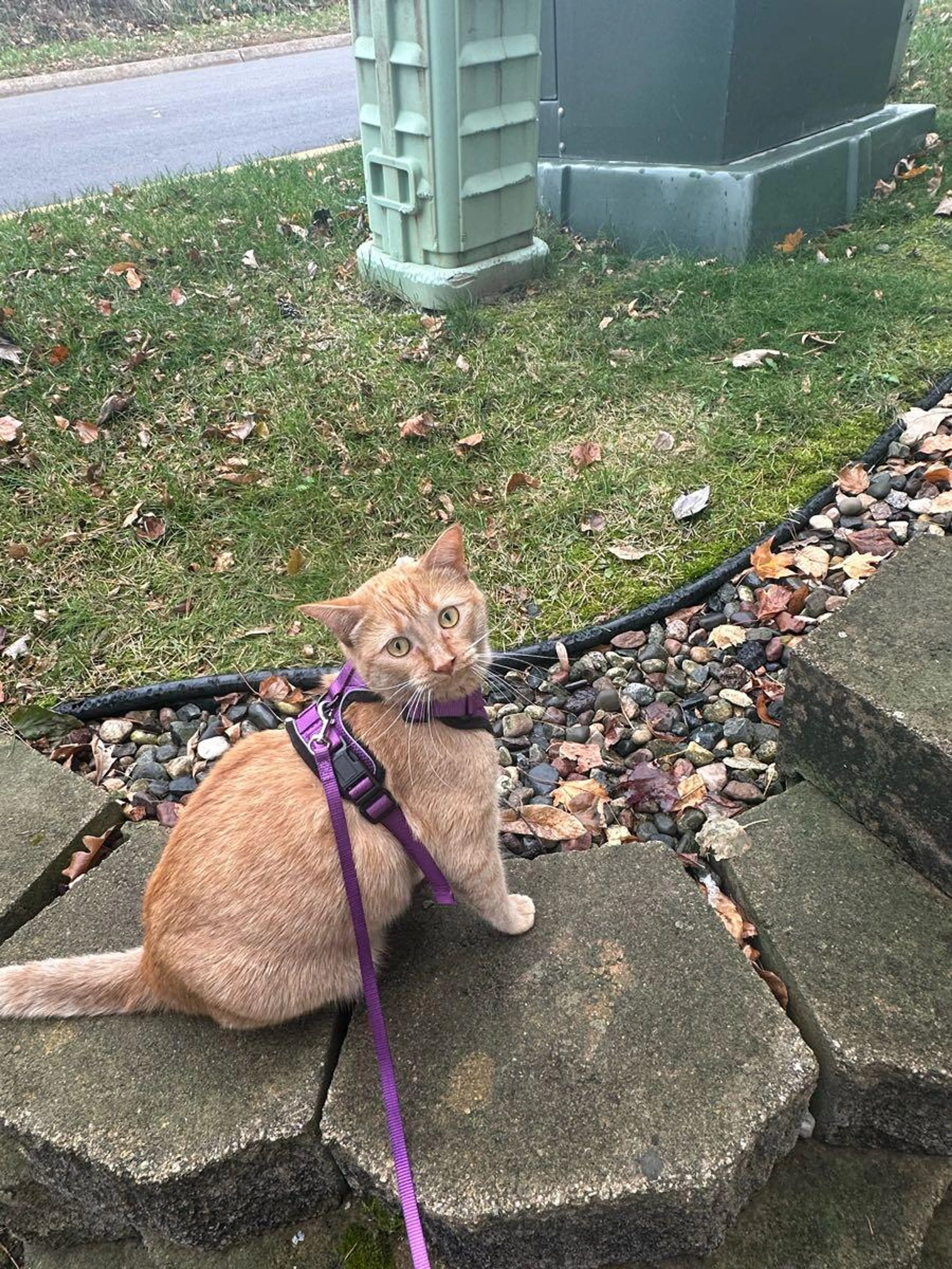 Lost pet