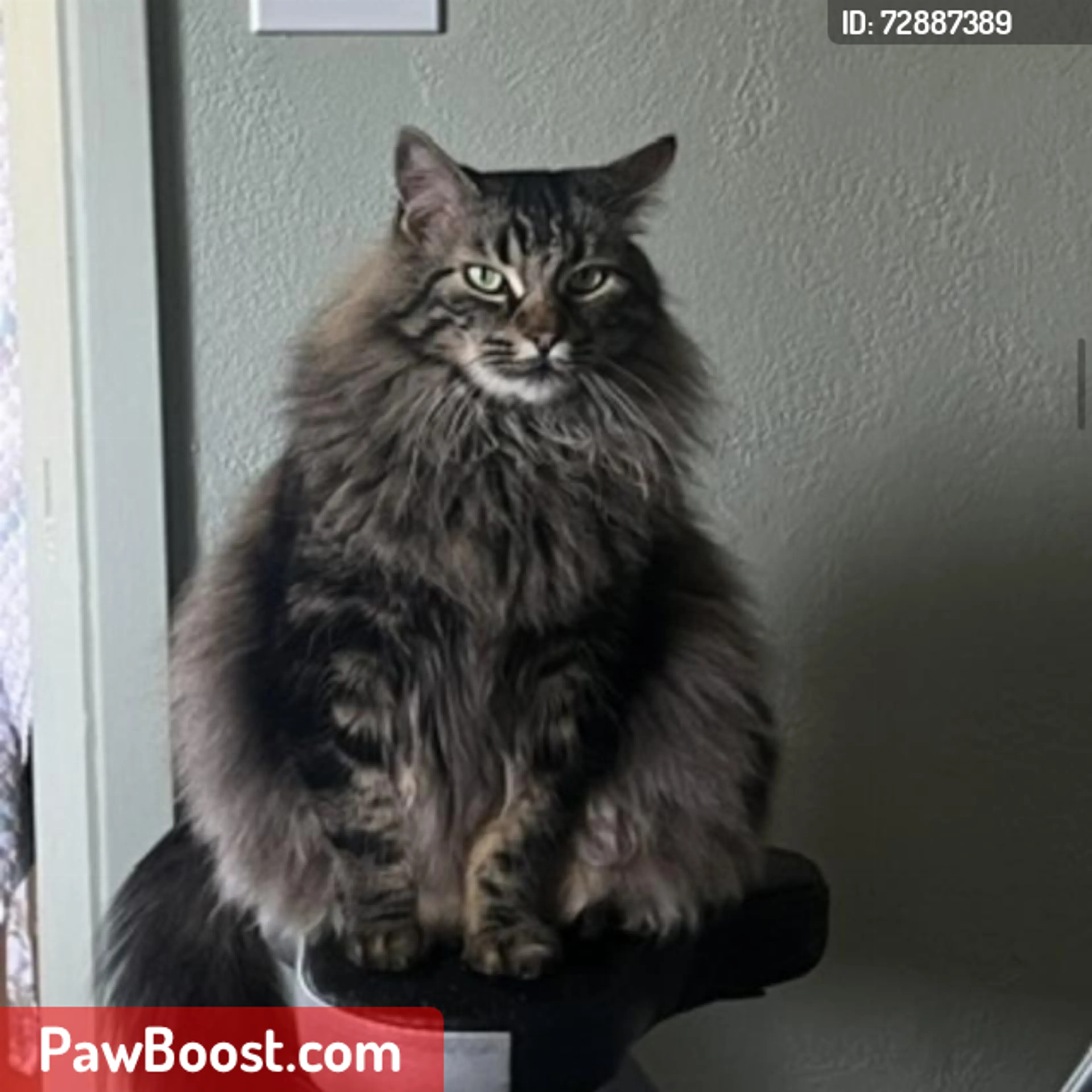 Lost pet