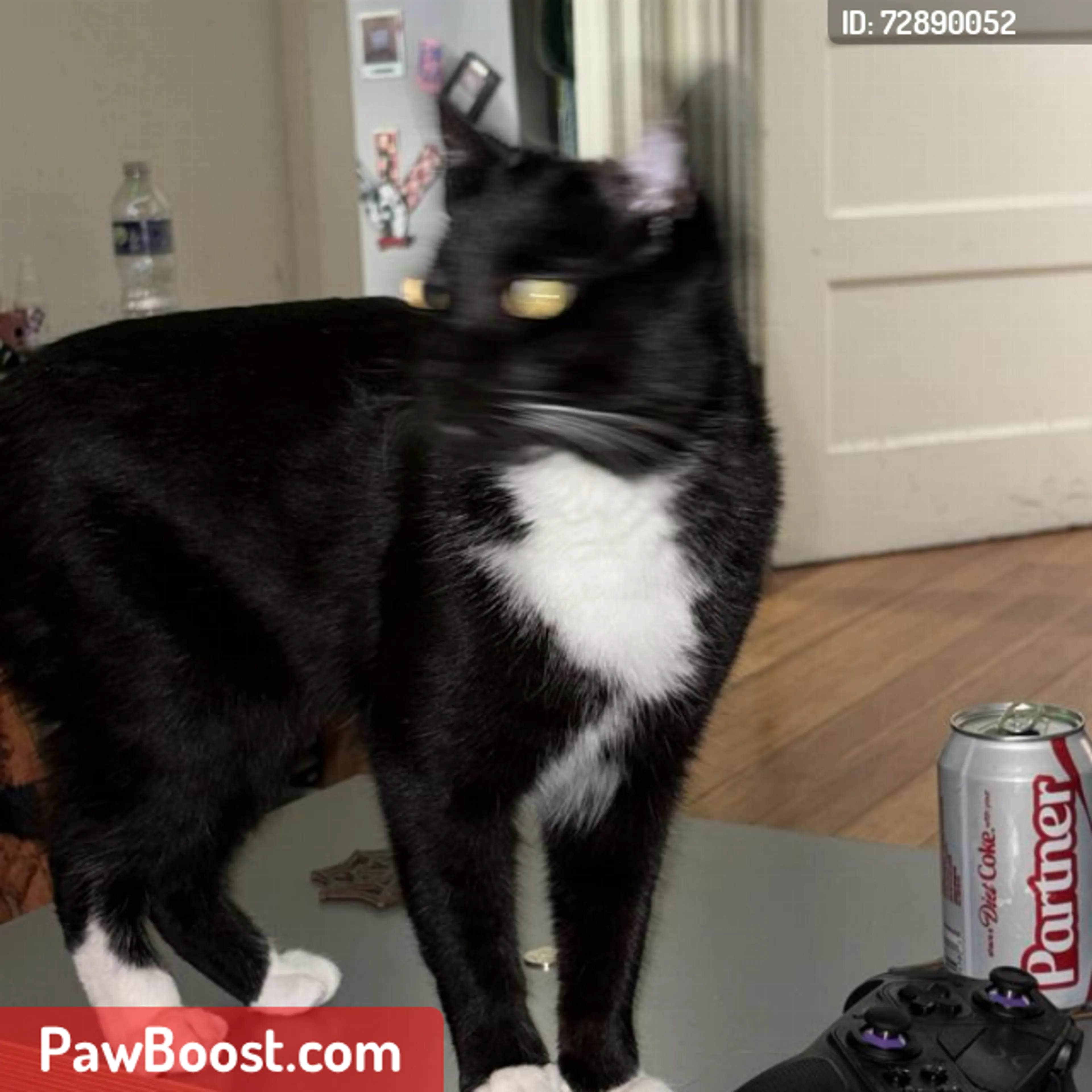 Lost pet