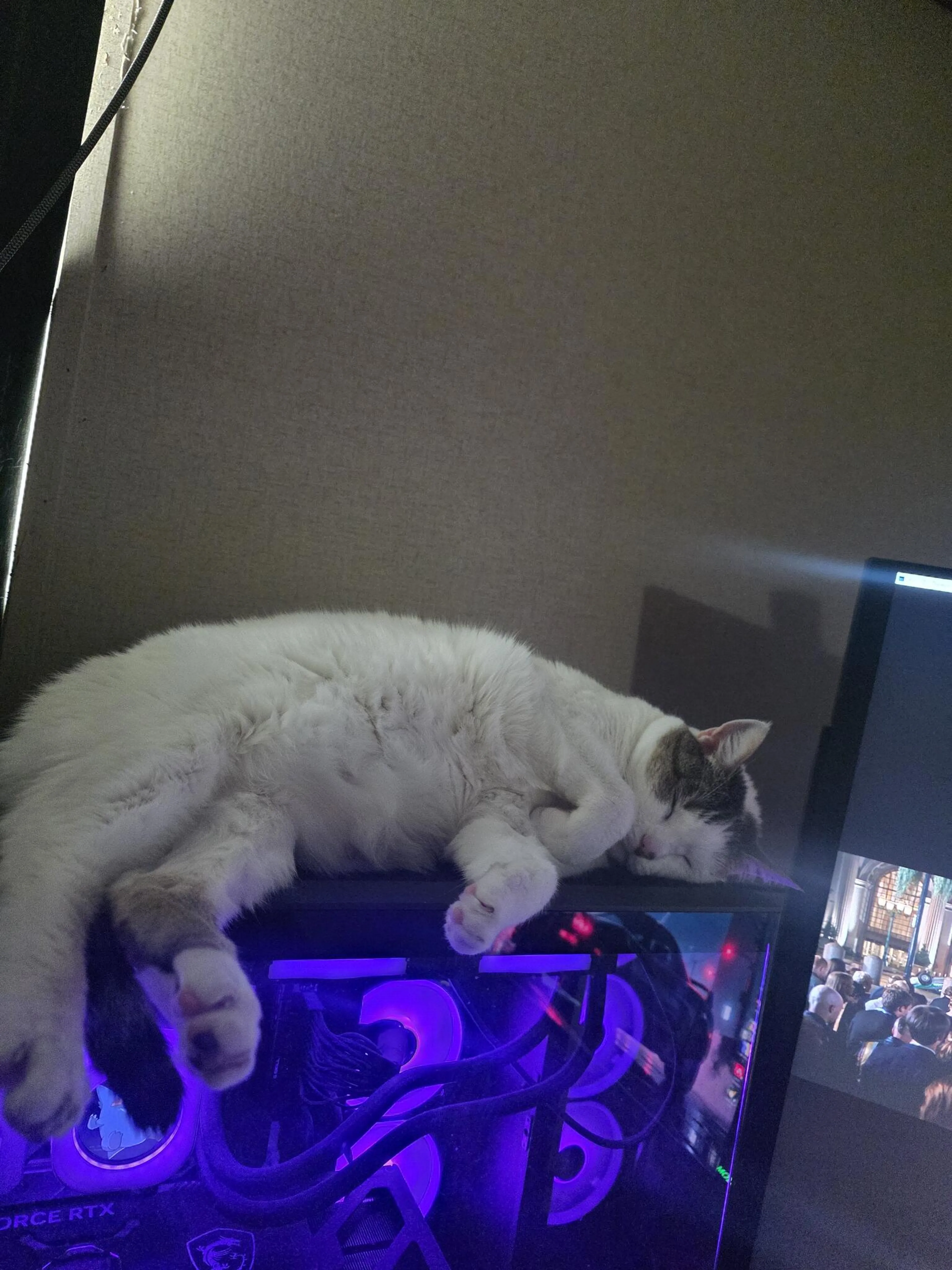 Lost pet