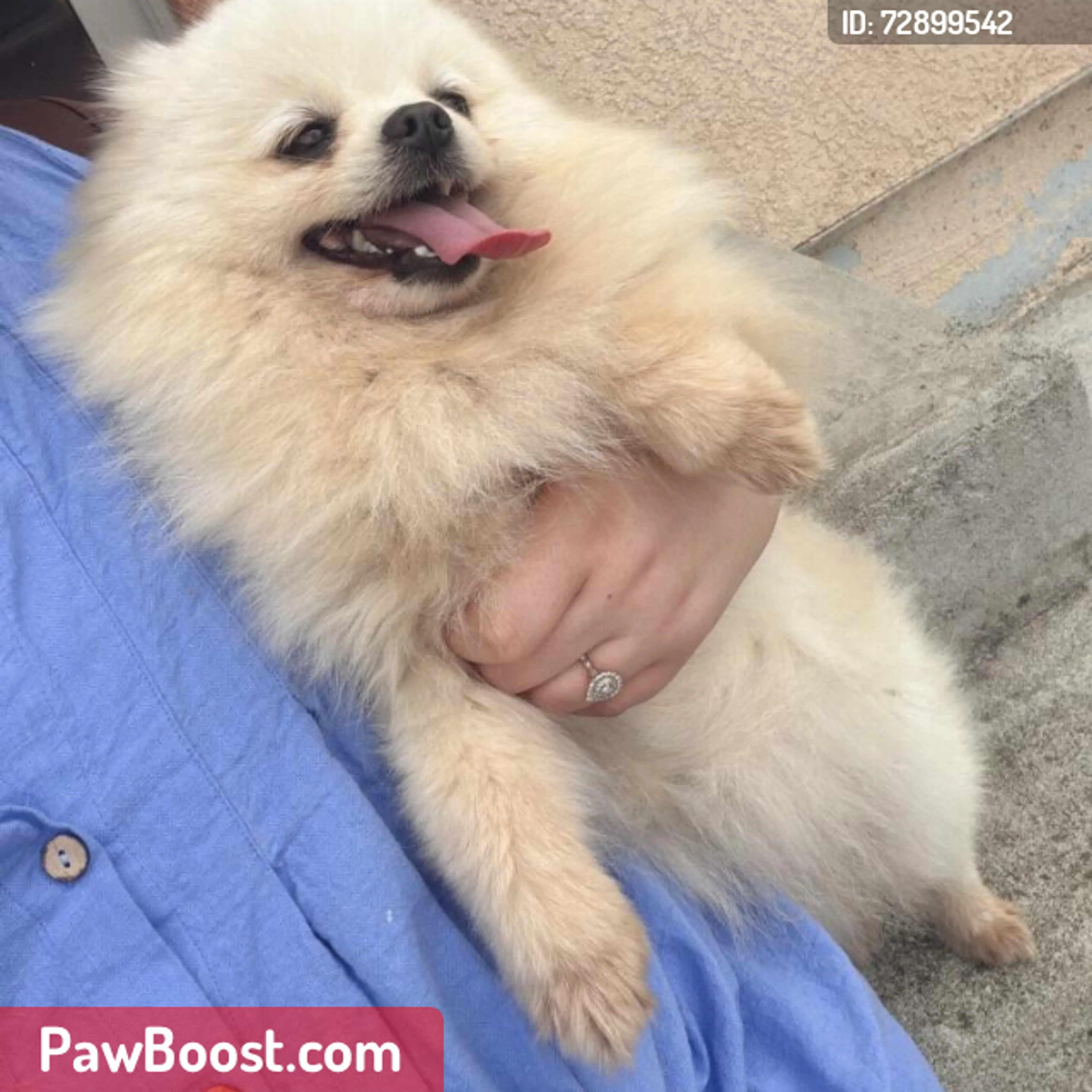 Lost pet