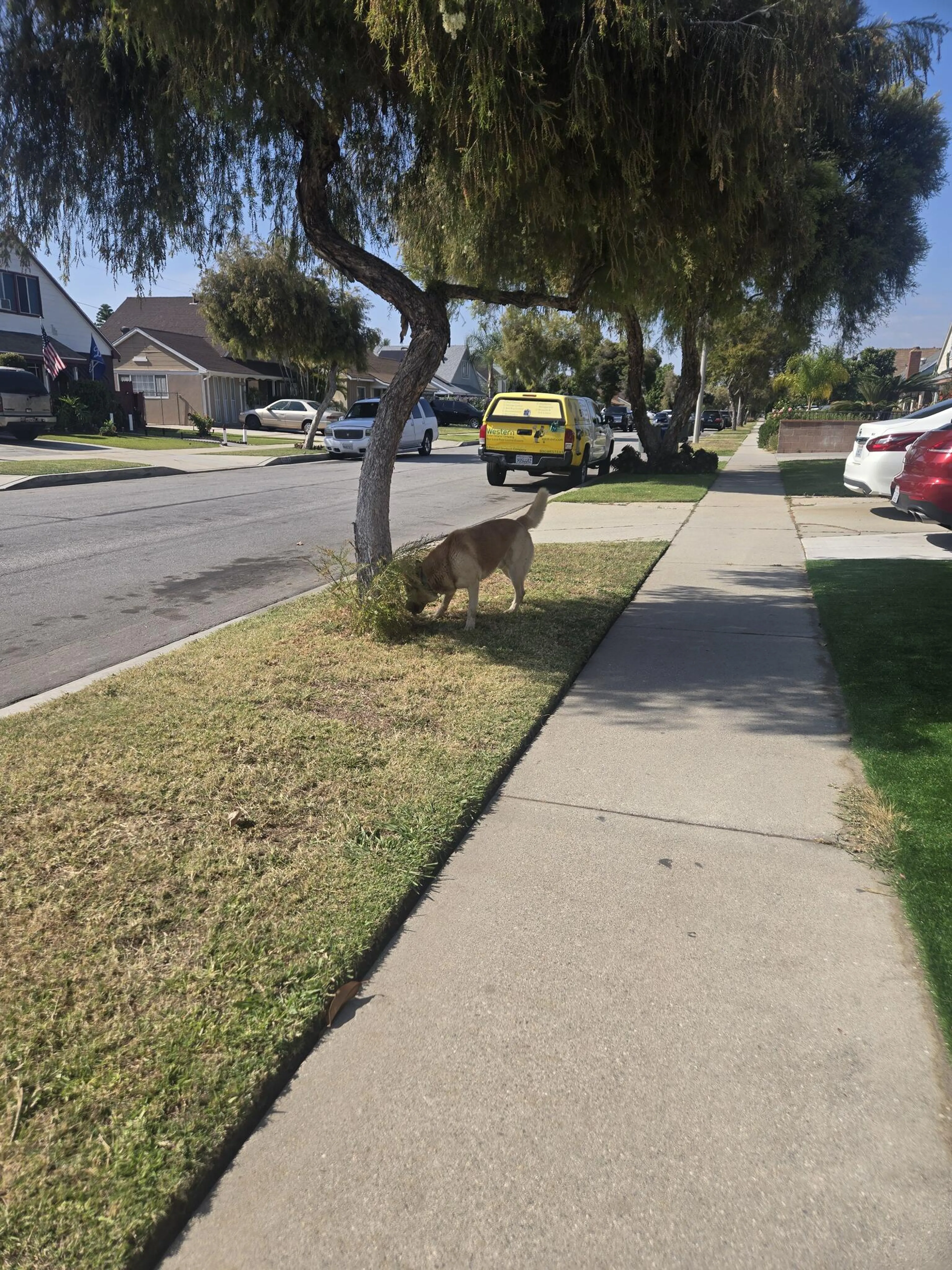 Found pet