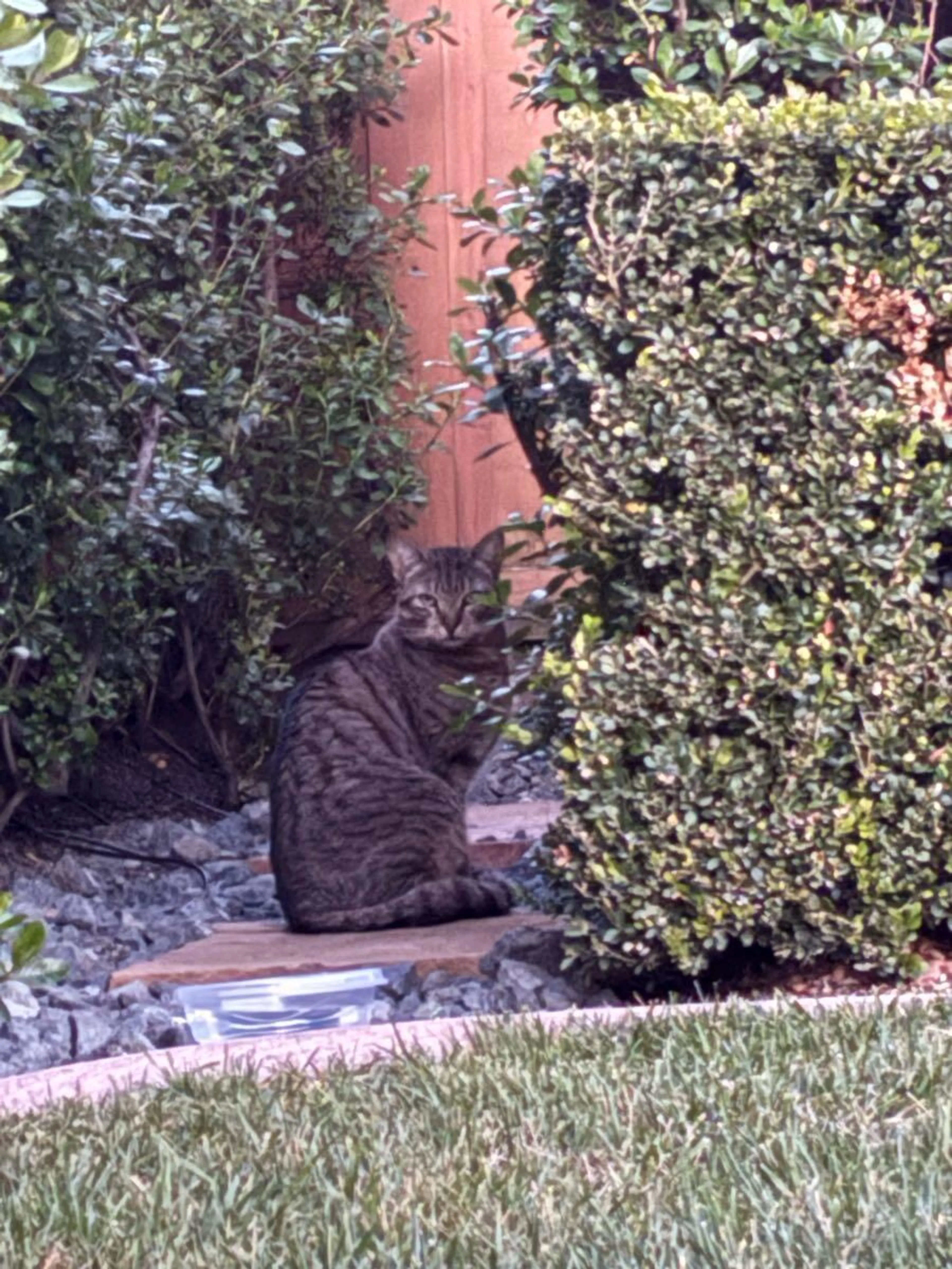 Found pet