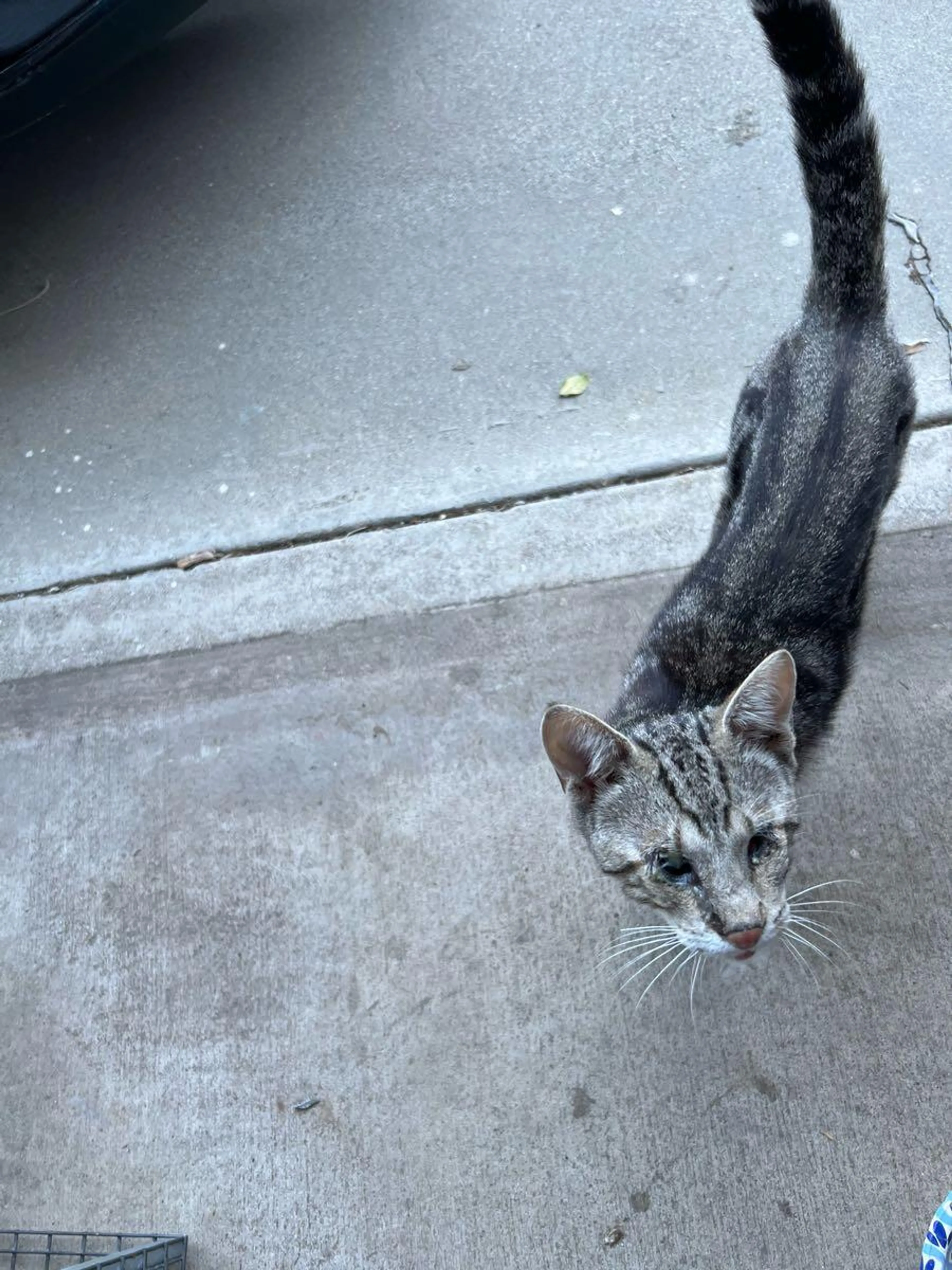 Found pet