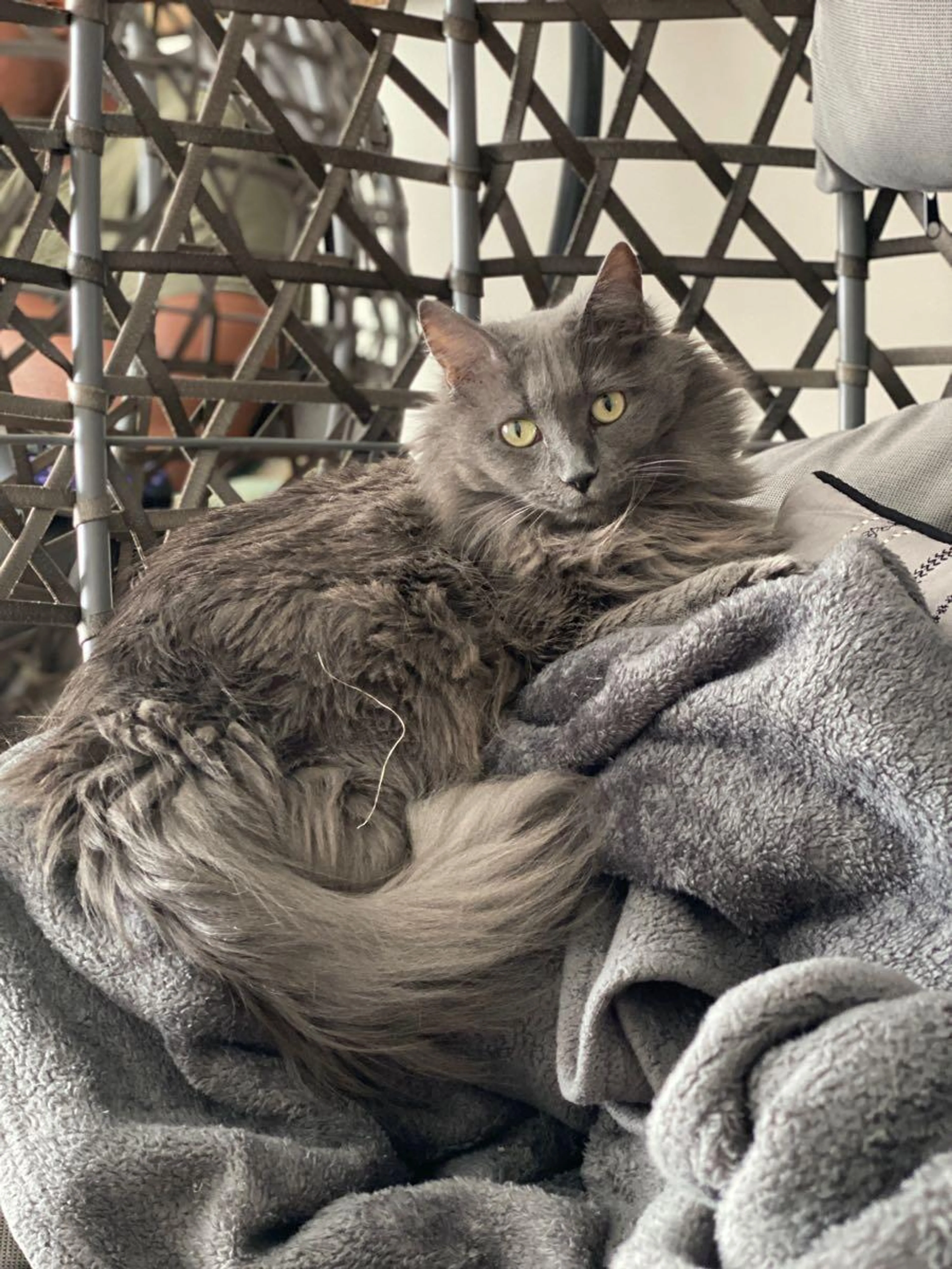 Lost pet
